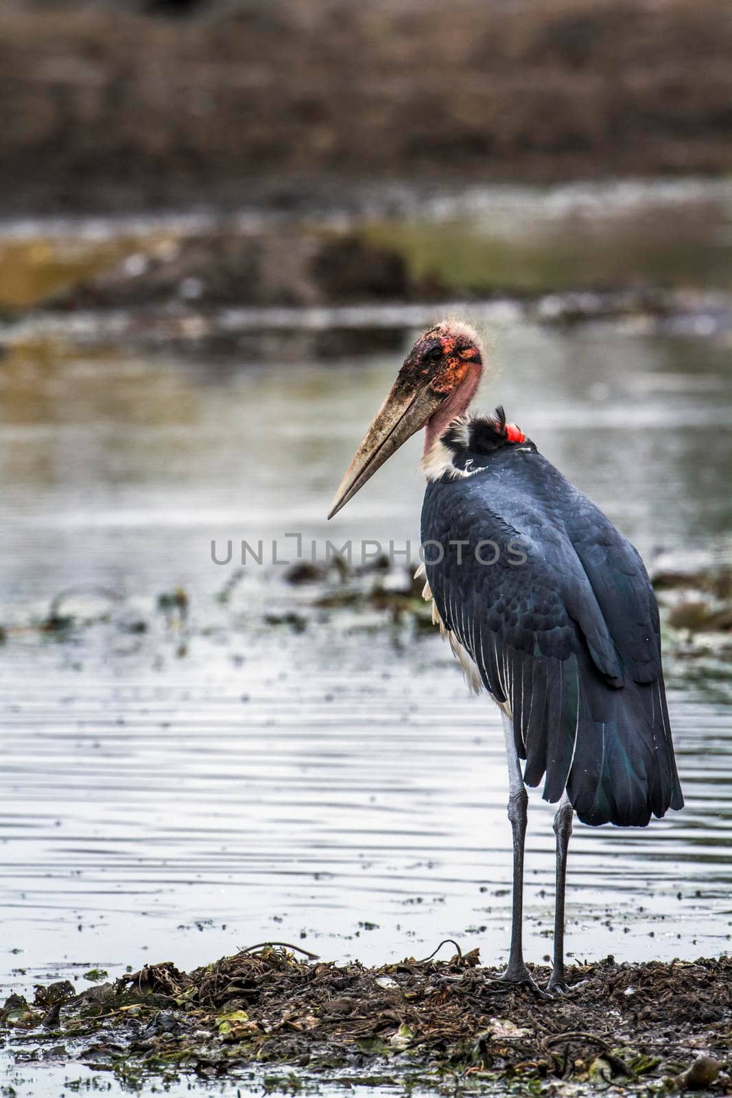 Specie Leptoptilos crumenifer family of Ciconiidae