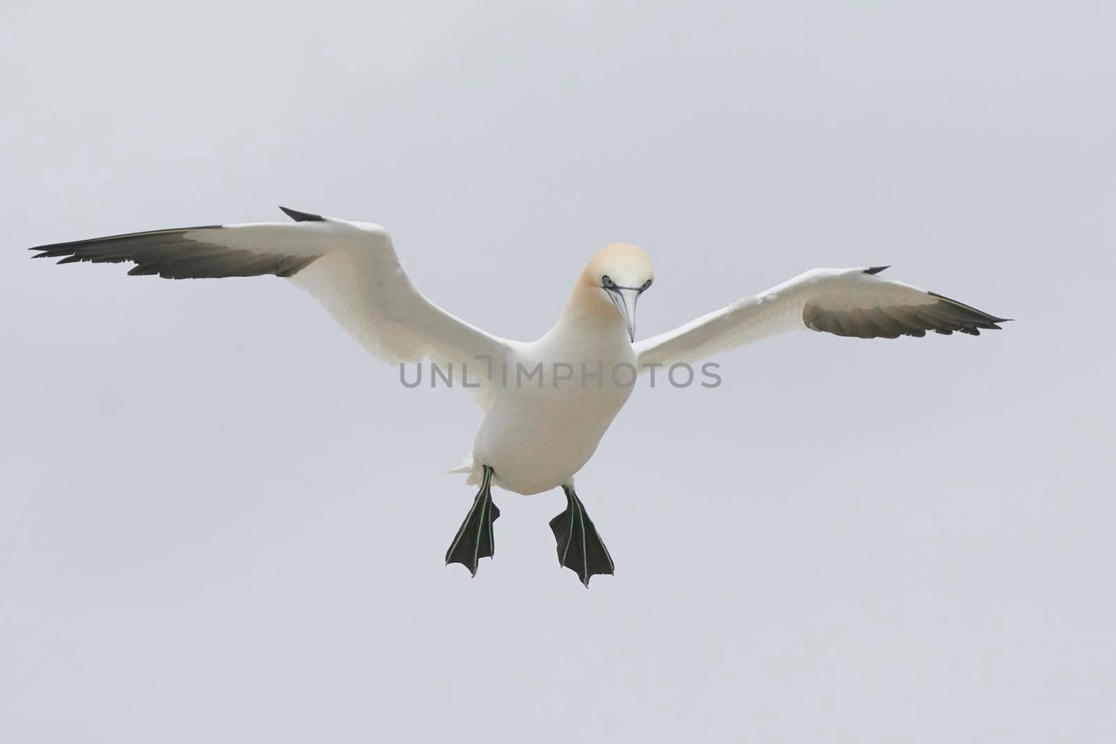 Gannet in flight by JeremyRichards