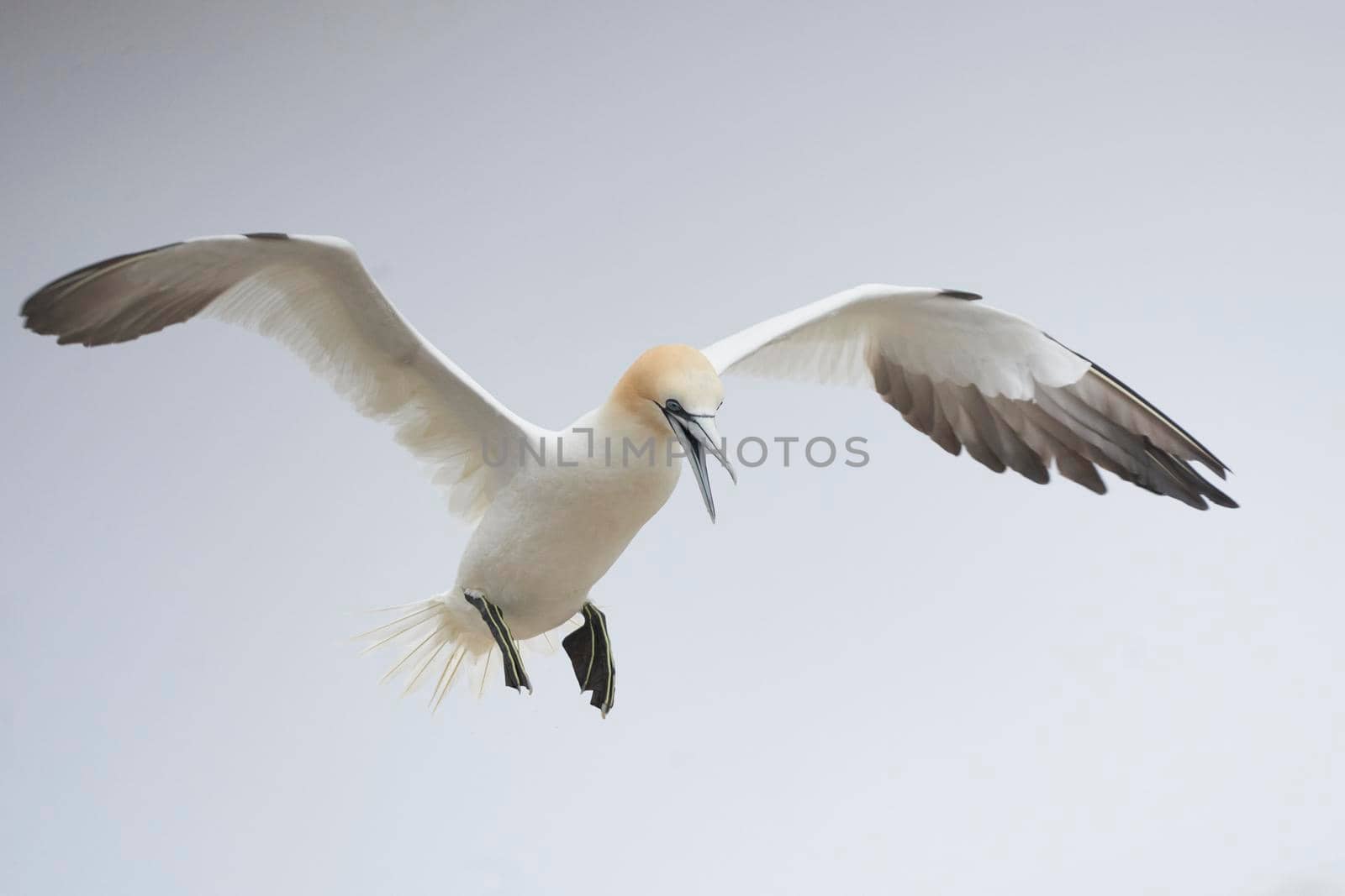 Gannet (Morus bassanus) in flight at a gannet colony on Great Saltee Island off the coast of Ireland.