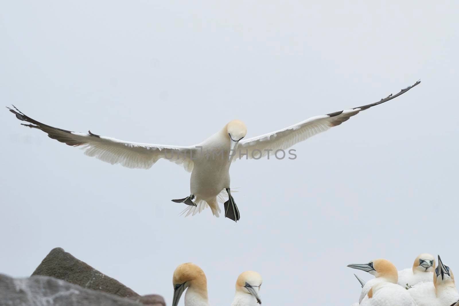 Gannet (Morus bassanus) in flight at a gannet colony on Great Saltee Island off the coast of Ireland.