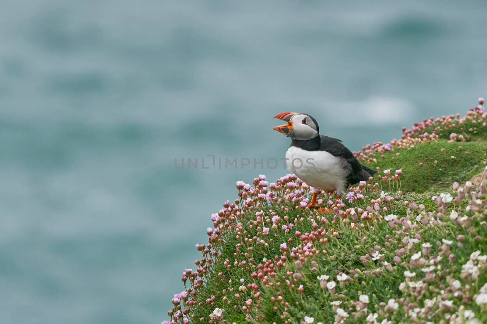 Atlantic puffin (Fratercula arctica) calling amongst spring flowers on a cliff on Great Saltee Island off the coast of Ireland.