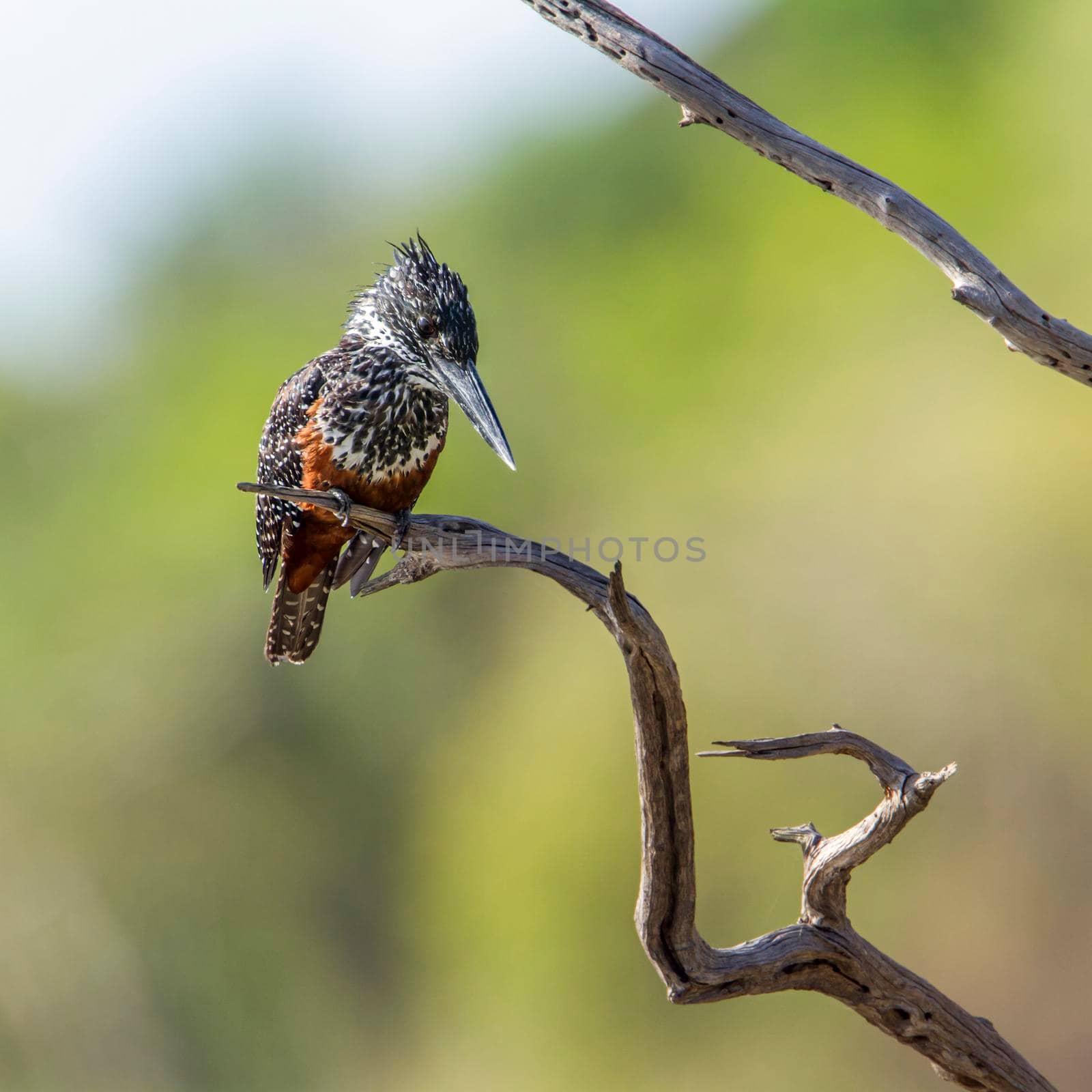 African Giant kingfisher in Kruger National park, South Africa by PACOCOMO