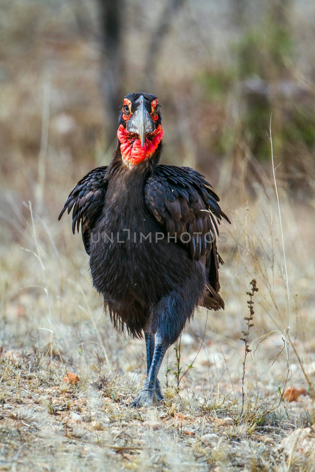 Southern Ground-Hornbill in Kruger National park, South Africa by PACOCOMO