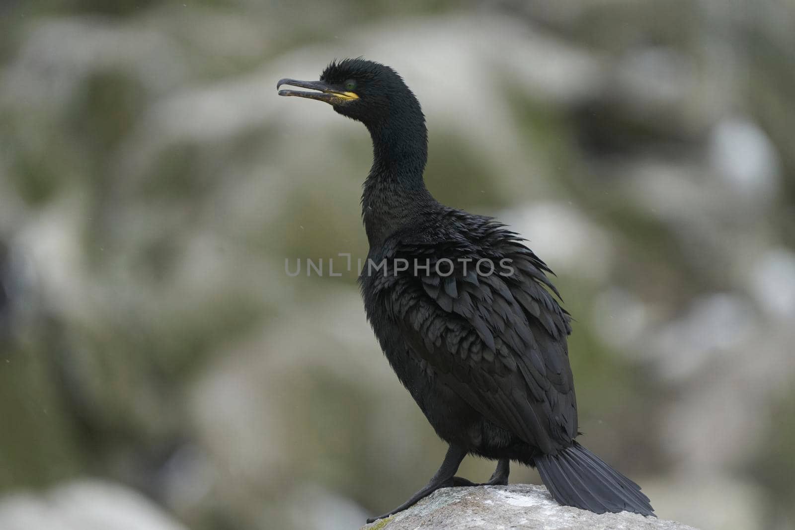 Shag on a rock by JeremyRichards