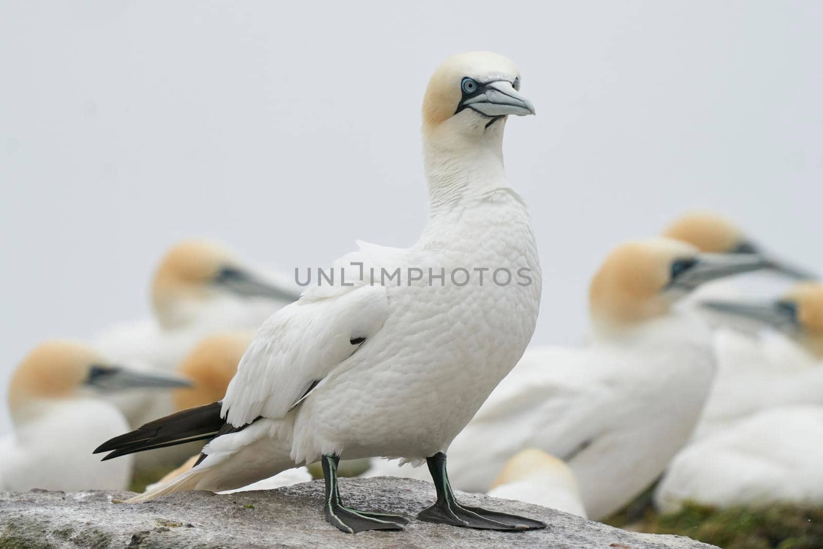 Northern Gannet by JeremyRichards