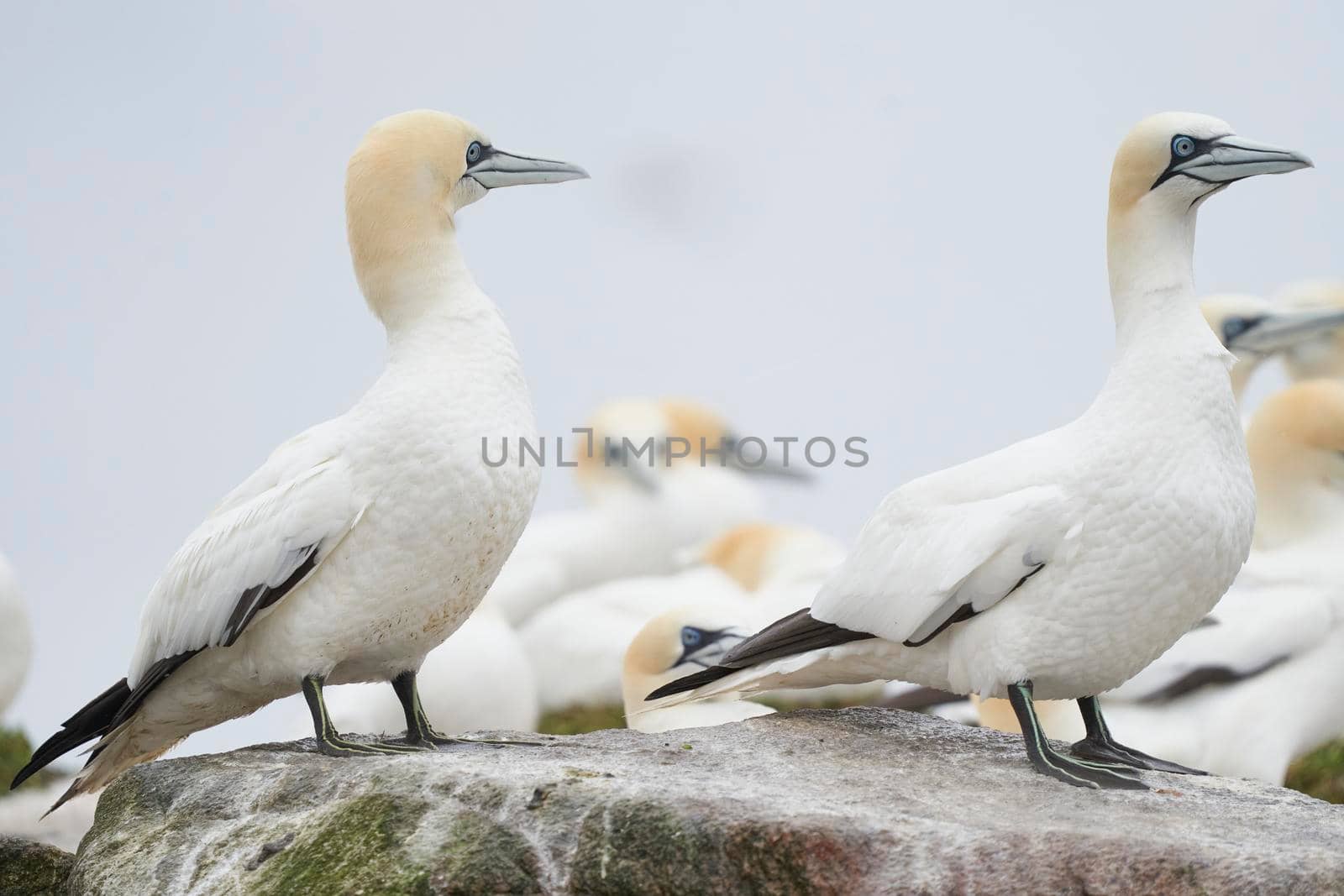 Gannet (Morus bassanus) perched on the cliffs of Great Saltee Island off the coast of Ireland.