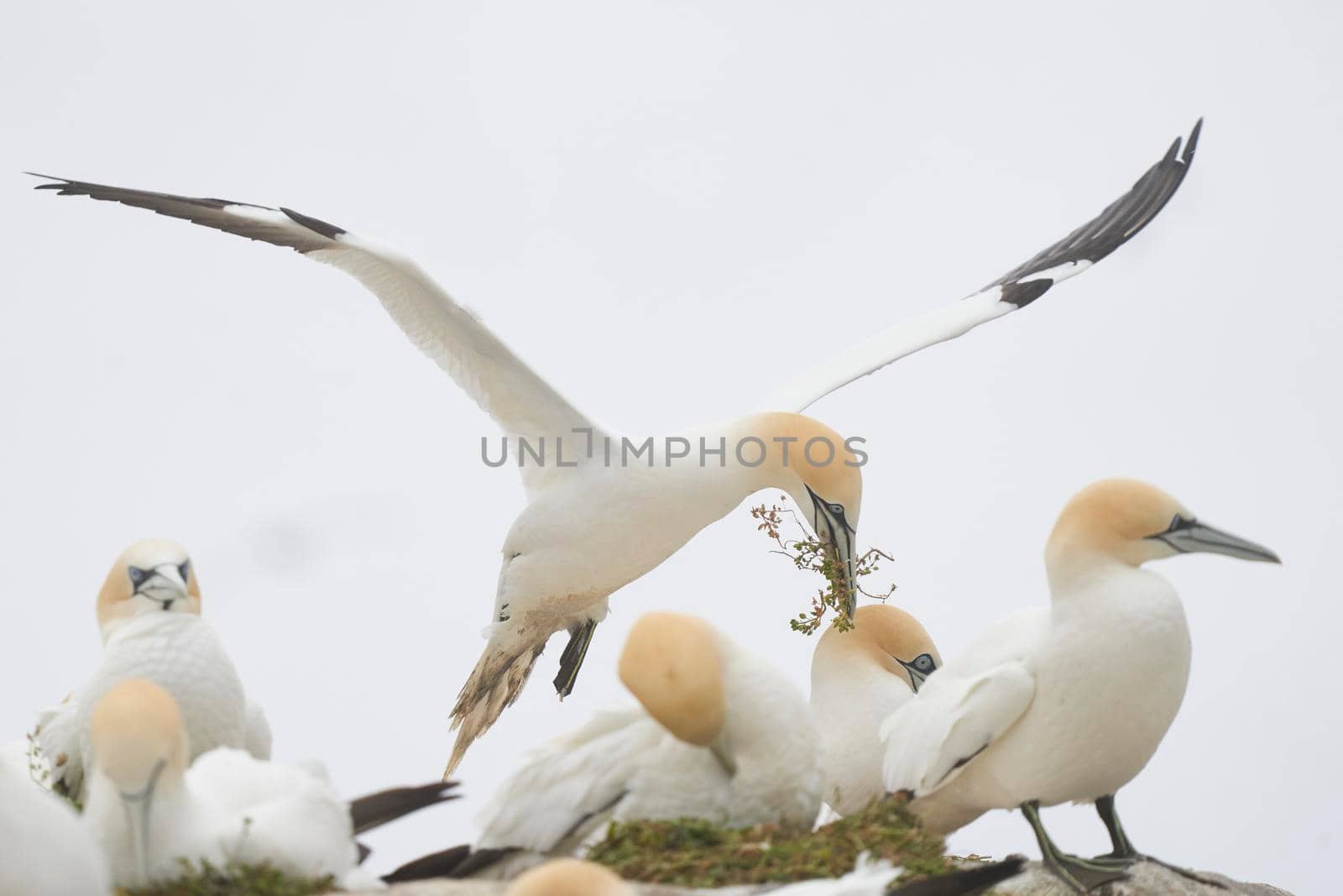 Gannet with nest material by JeremyRichards
