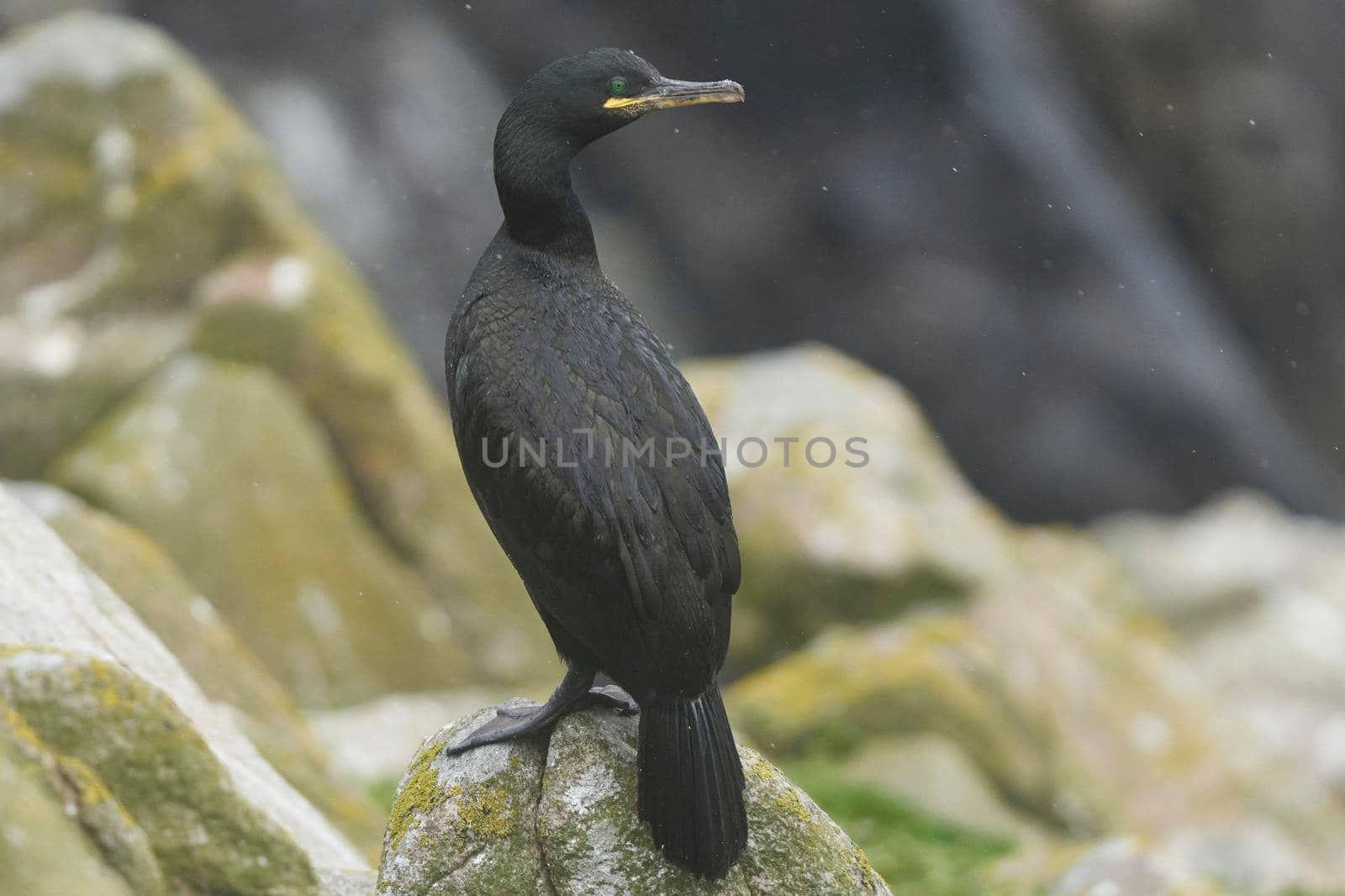 Shag on a rock by JeremyRichards