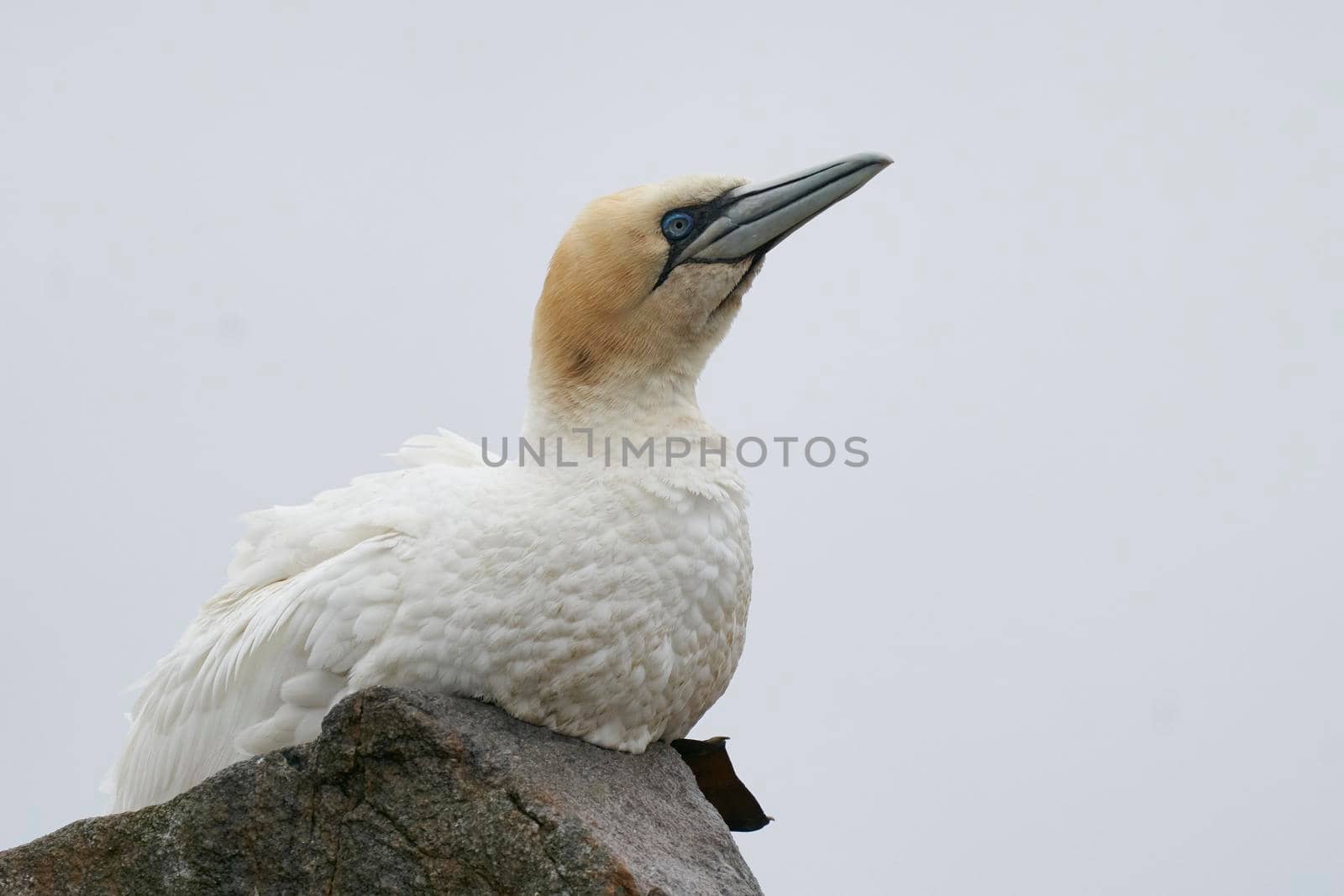 Gannet (Morus bassanus) perched on the cliffs of Great Saltee Island off the coast of Ireland.