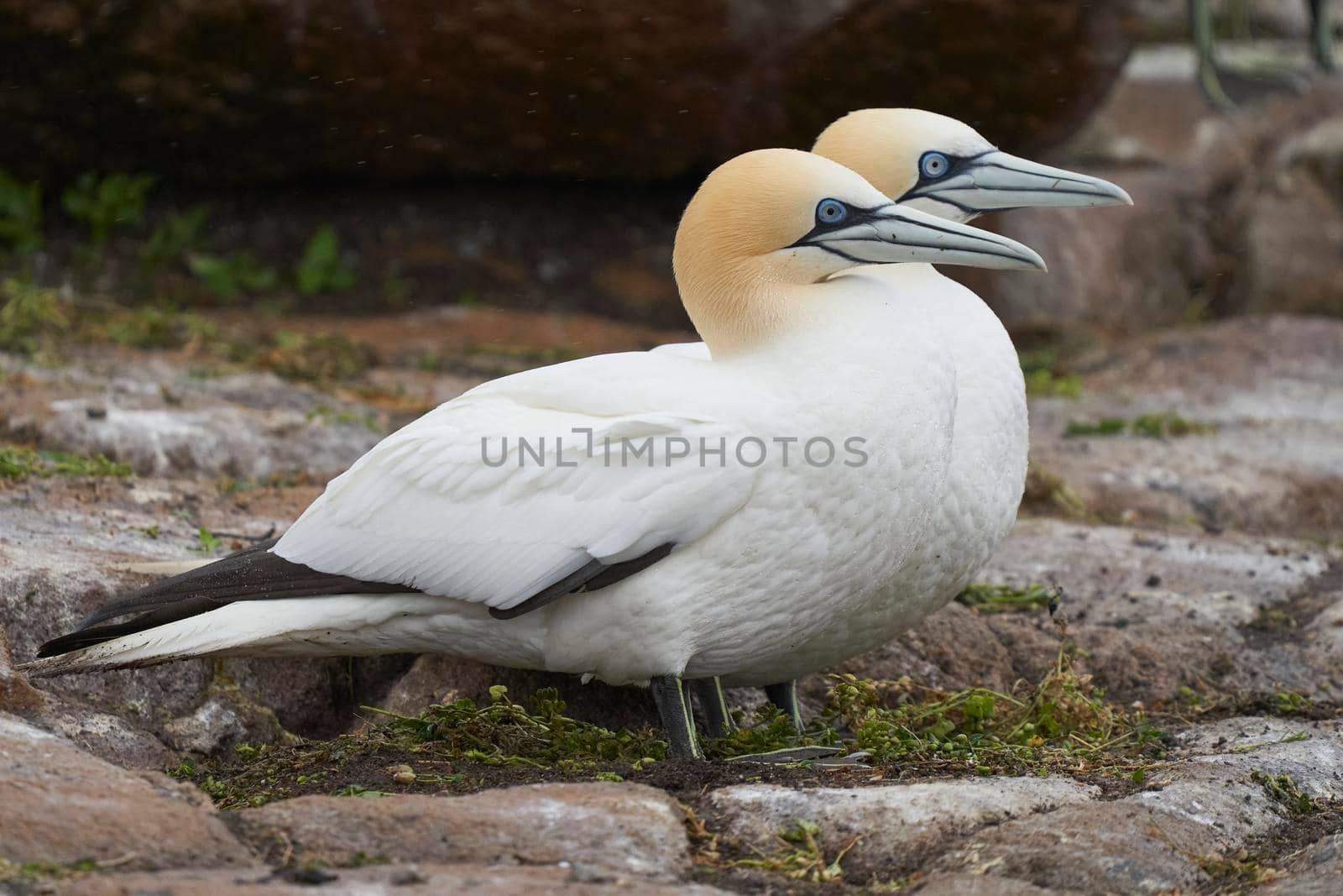 Gannet (Morus bassanus) perched on the cliffs of Great Saltee Island off the coast of Ireland.