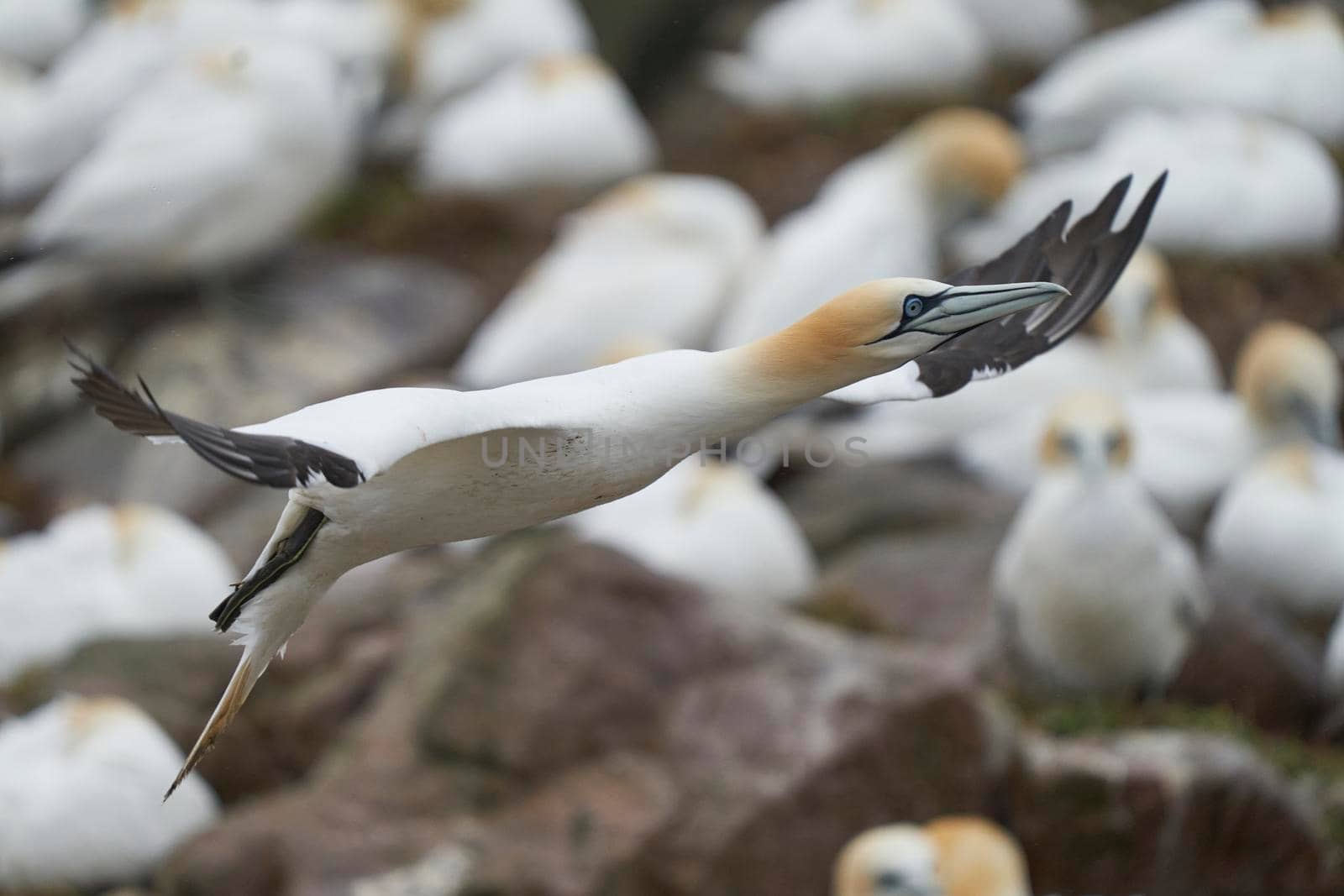 Gannet (Morus bassanus) in flight at a gannet colony on Great Saltee Island off the coast of Ireland.