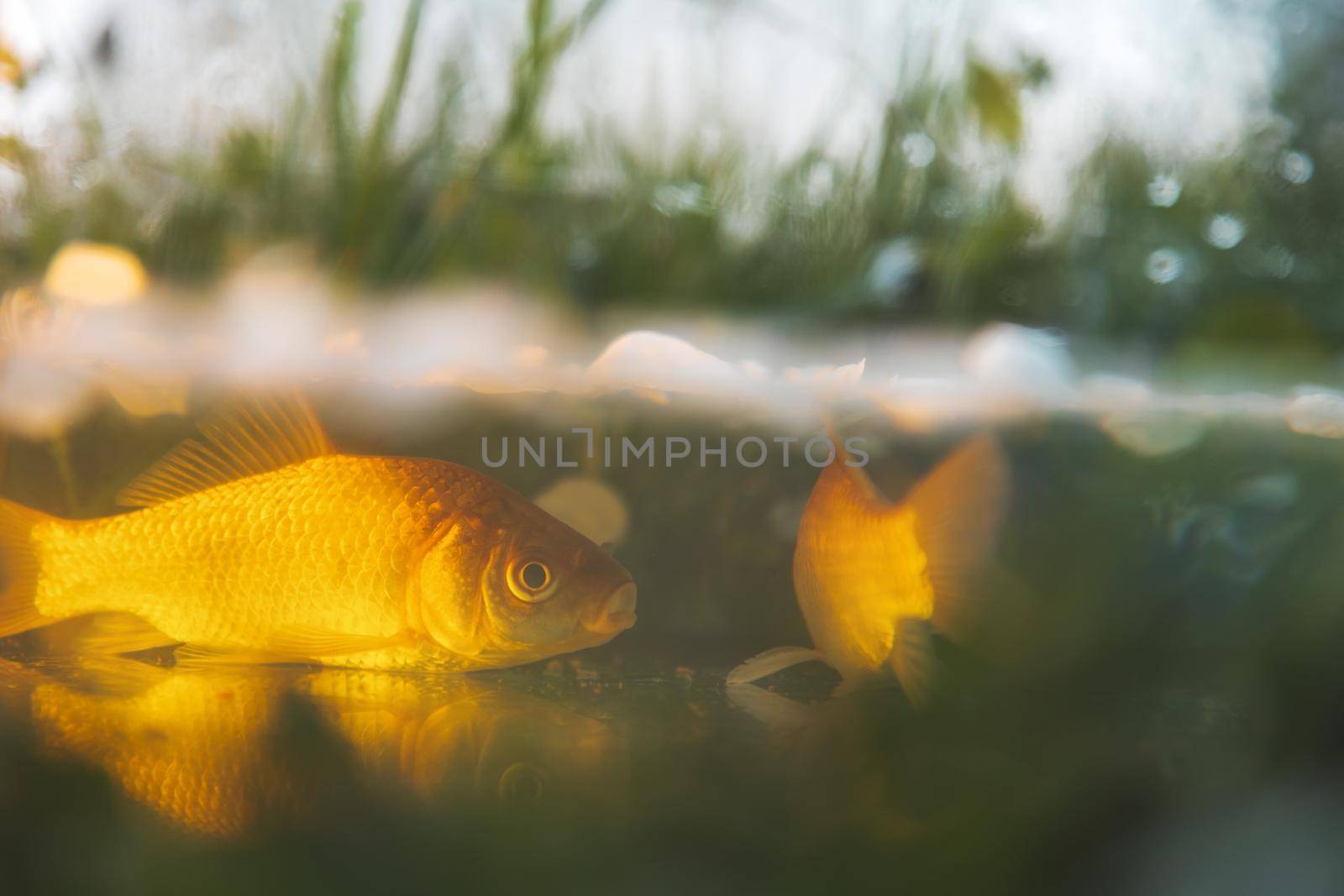 crucian carp in the sun in shallow water, beauty around us
