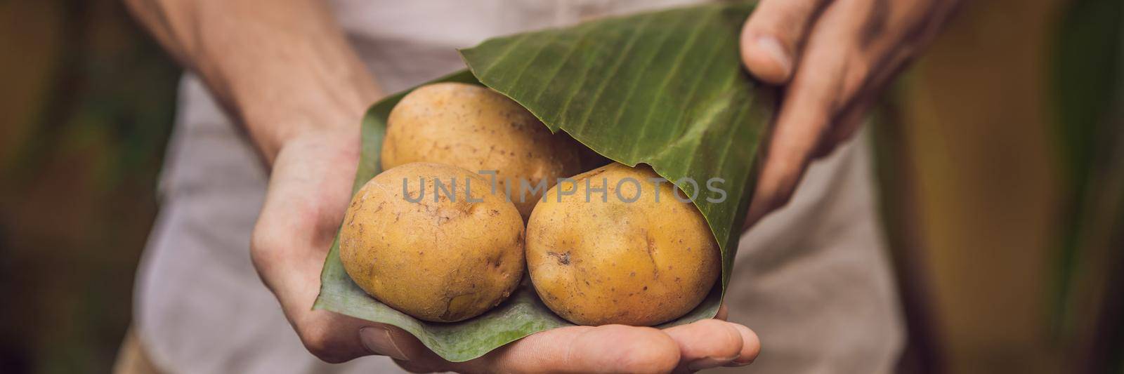 BANNER, LONG FORMAT Eco-friendly product packaging concept. Potato wrapped in a banana leaf, as an alternative to a plastic bag. Zero waste concept. Alternative packaging.