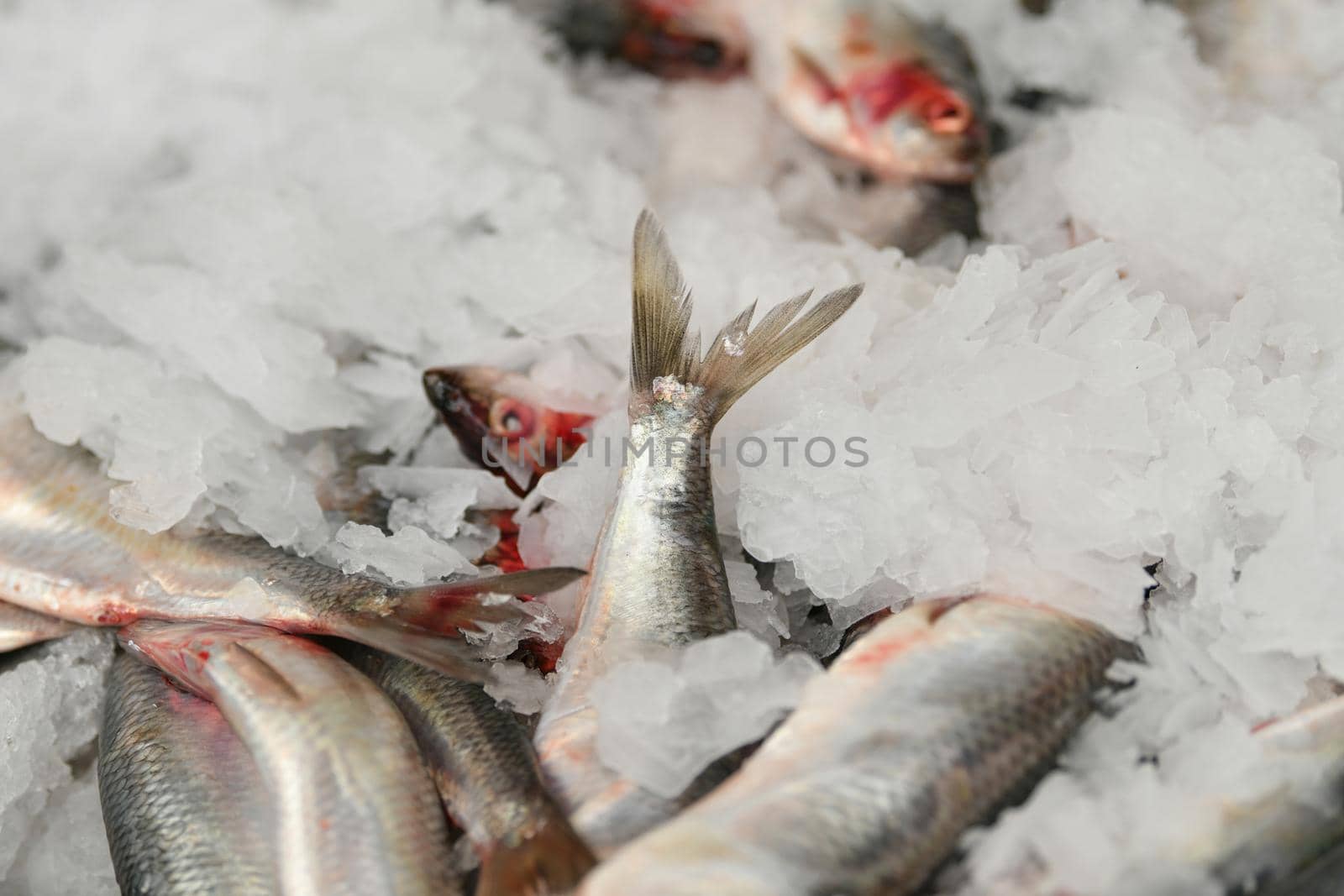 Raw herring with ice on the market