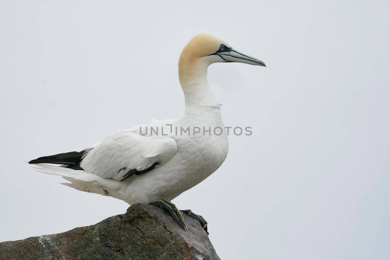 Gannet (Morus bassanus) perched on the cliffs of Great Saltee Island off the coast of Ireland.