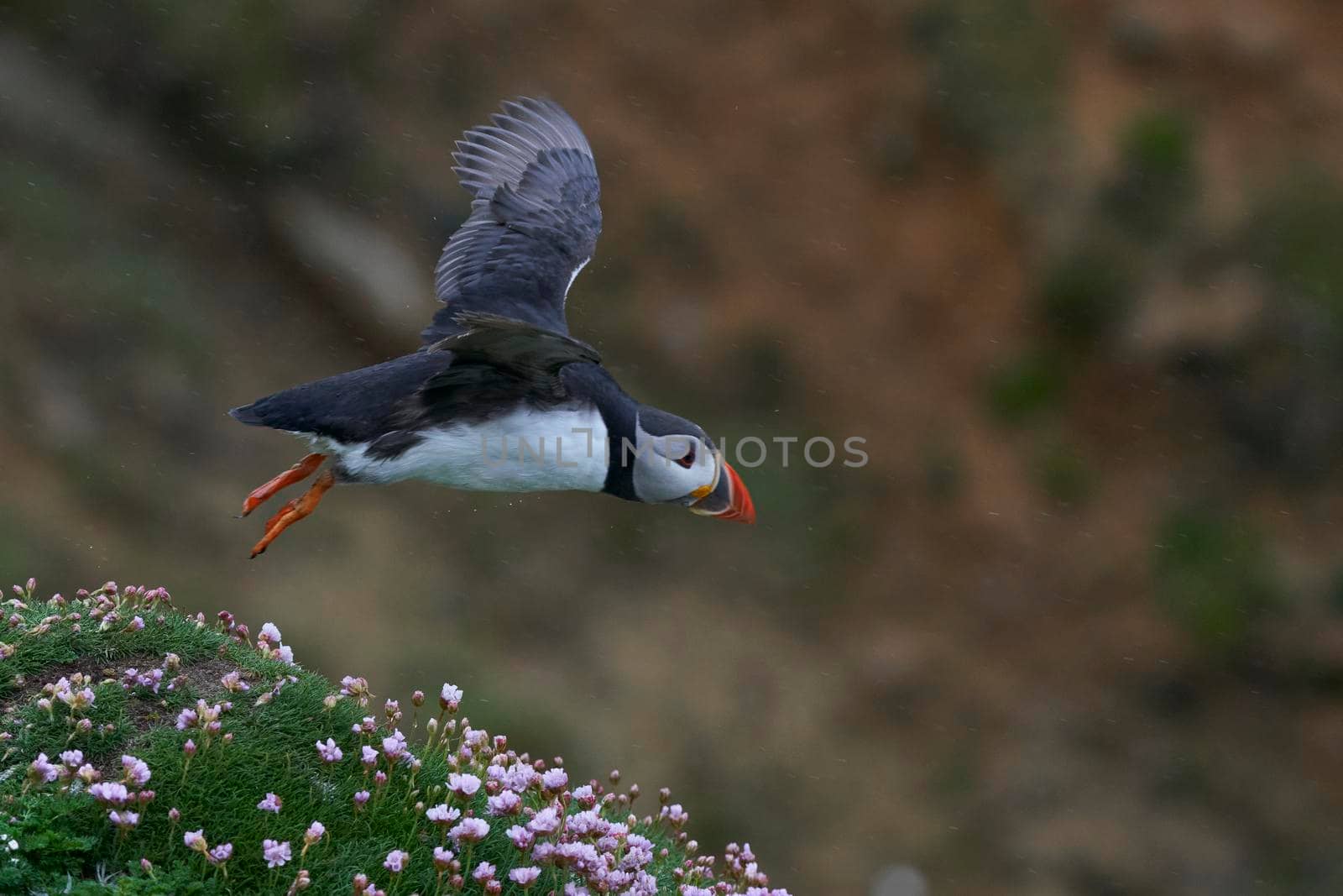 Atlantic puffin (Fratercula arctica) taking off from a cliff on Great Saltee Island off the coast of Ireland.