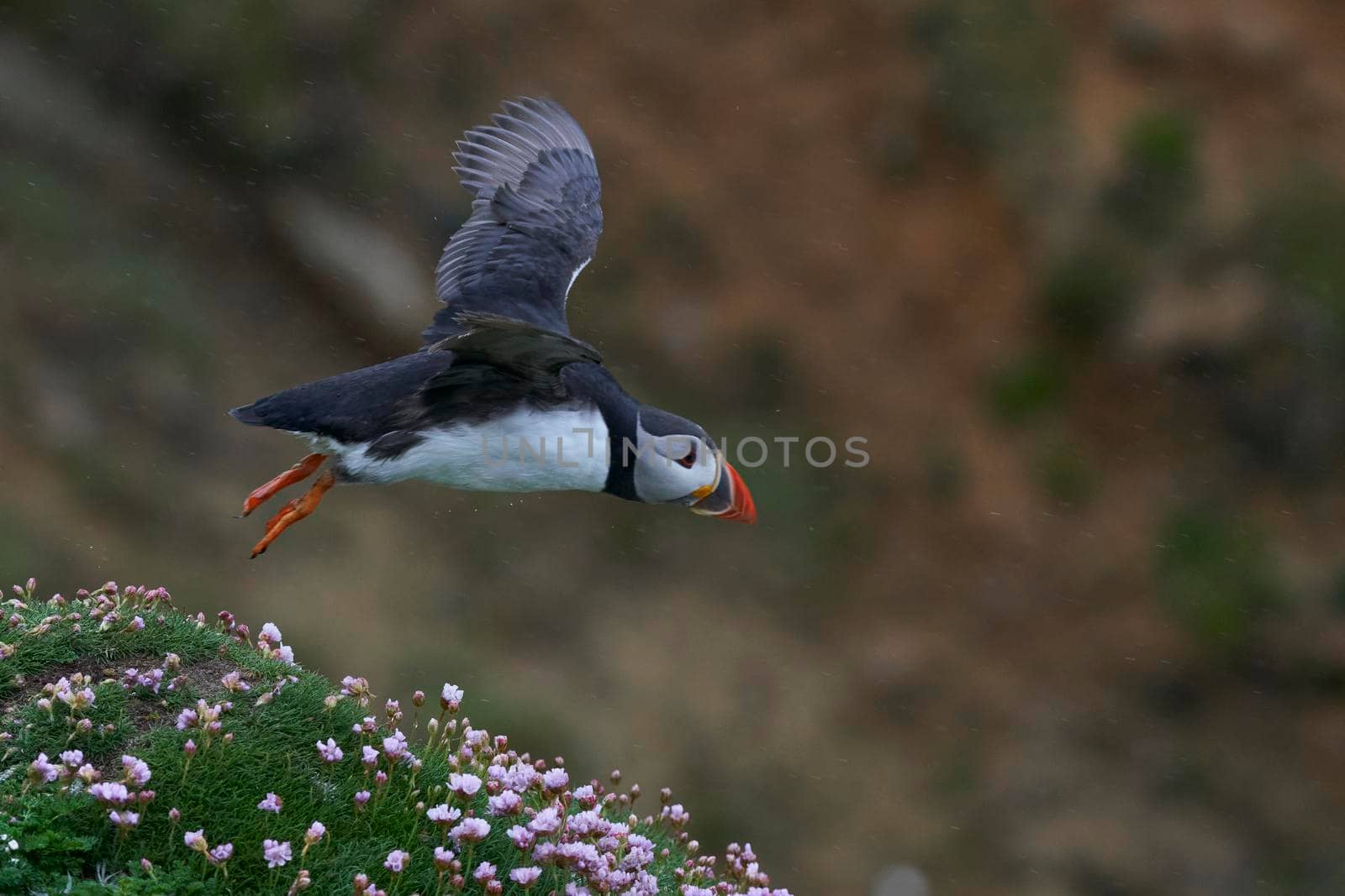 Puffin in flight by JeremyRichards