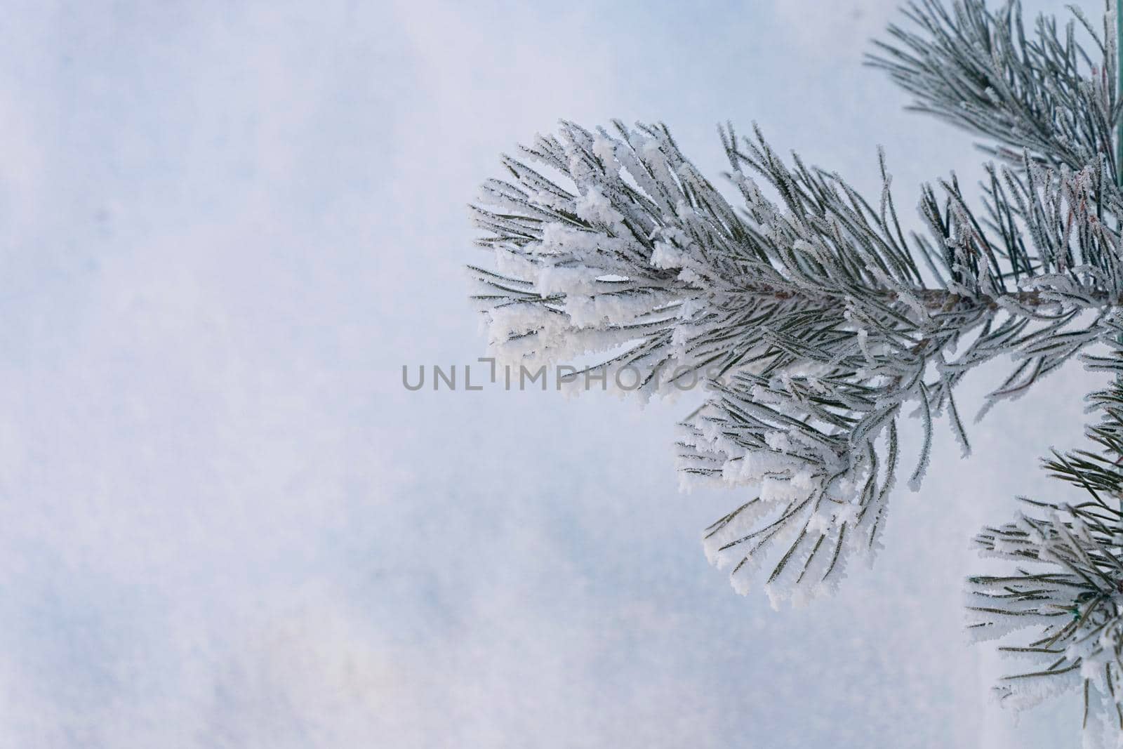 close-up of spruce or pine branch covered with hoarfrost against a background of white snow with space for text. soft focus by Leoschka