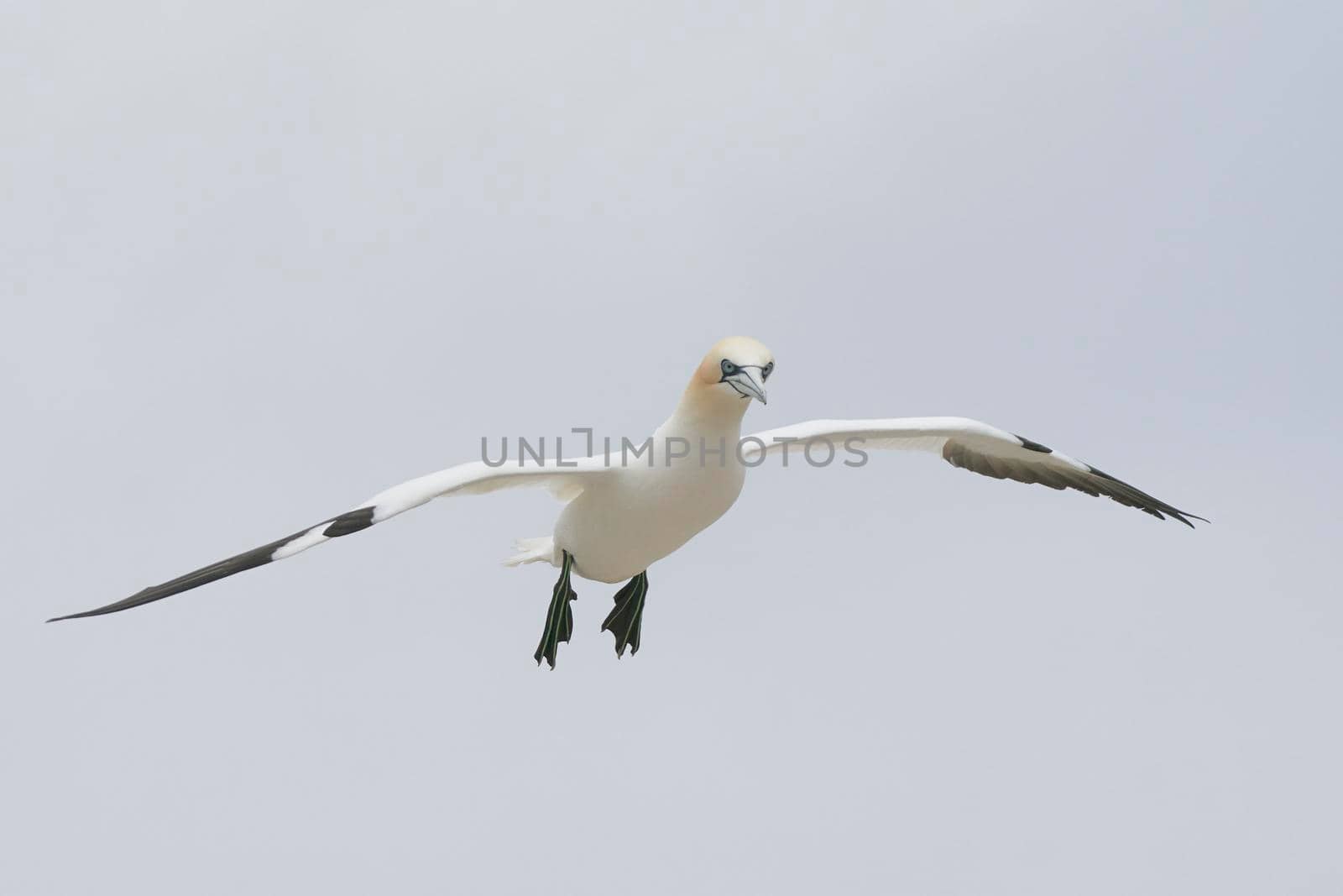 Gannet in flight by JeremyRichards