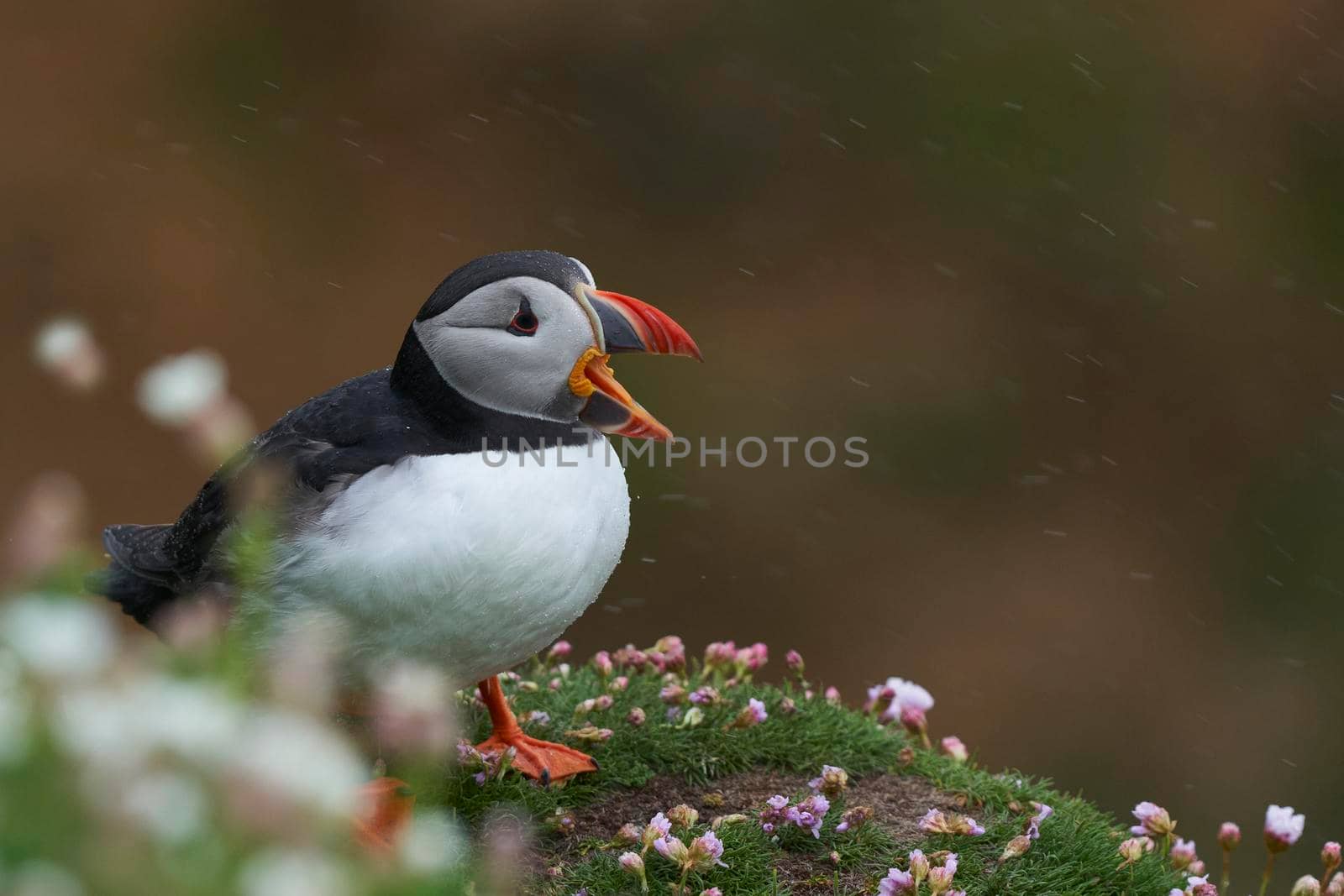 Atlantic puffin (Fratercula arctica) calling amongst spring flowers on a cliff on Great Saltee Island off the coast of Ireland.