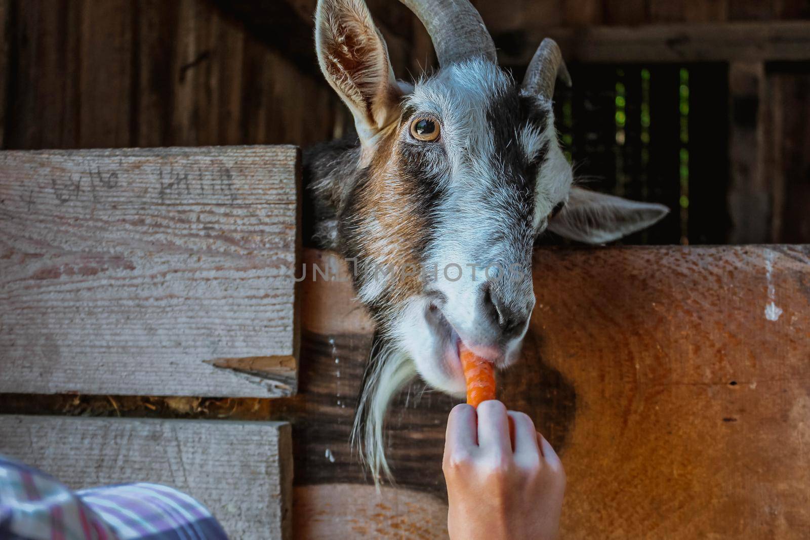 Hand feeding goat with a carrot on the farm. Space for text by JuliaDorian