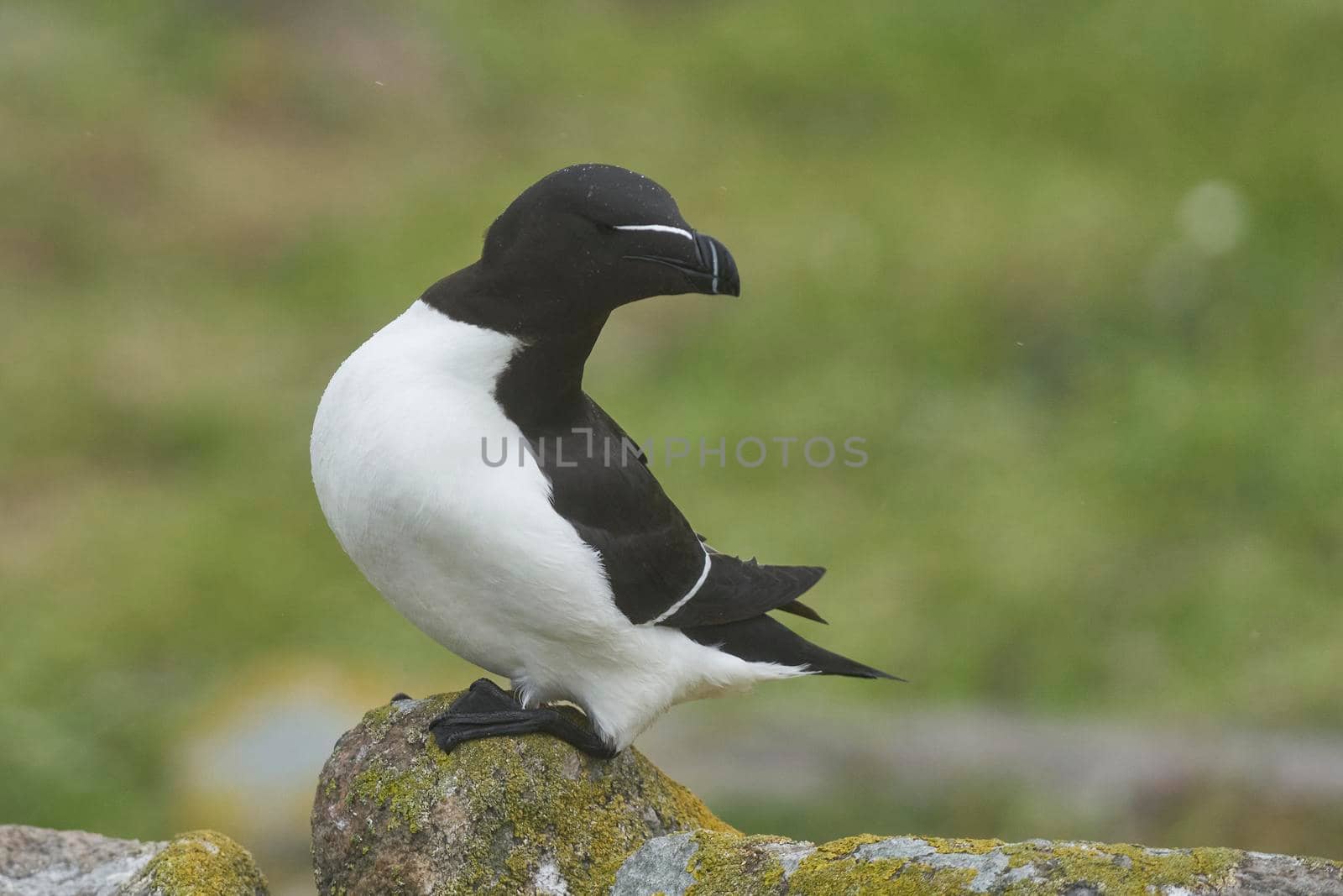 Razorbill (Alca torda) on a cliff on Great Saltee Island off the coast of Ireland.