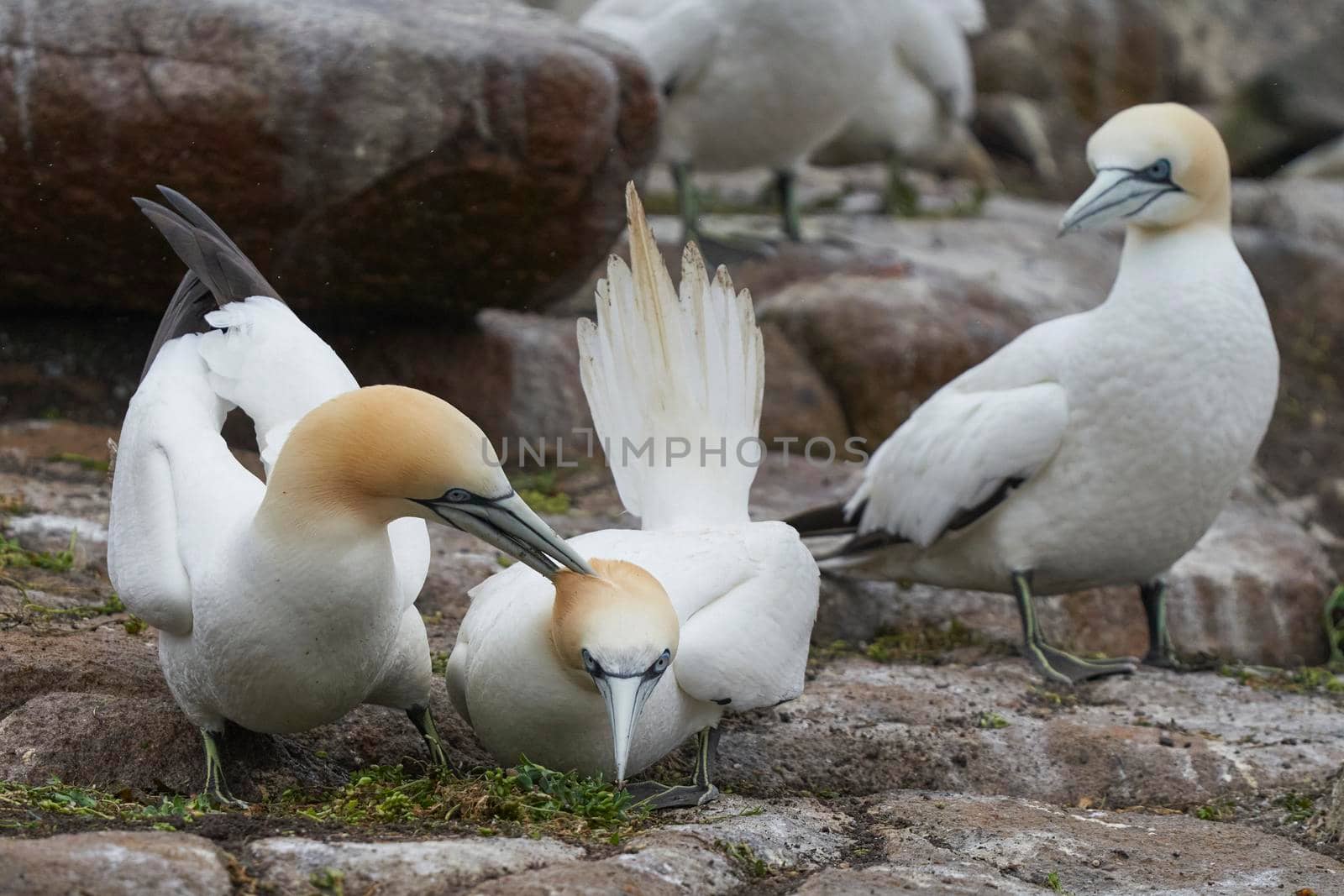 Gannet courtship by JeremyRichards