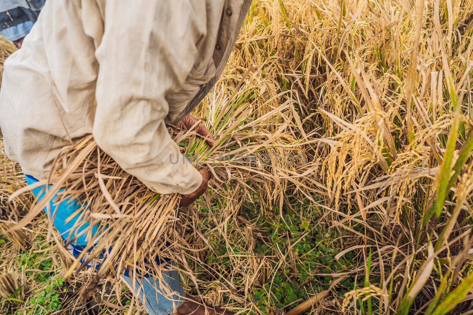 Indonesian farmer man sifting rice in the fields of Ubud, Bali. A common practice done in rural China, Vietnam, Thailand, Myanmar, Philippines.
