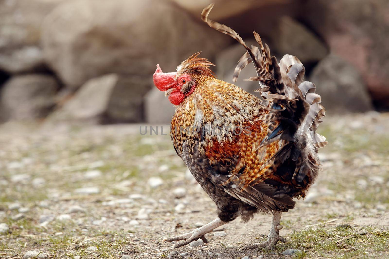 An ancient golden mini rooster walks in the village courtyard by Lincikas