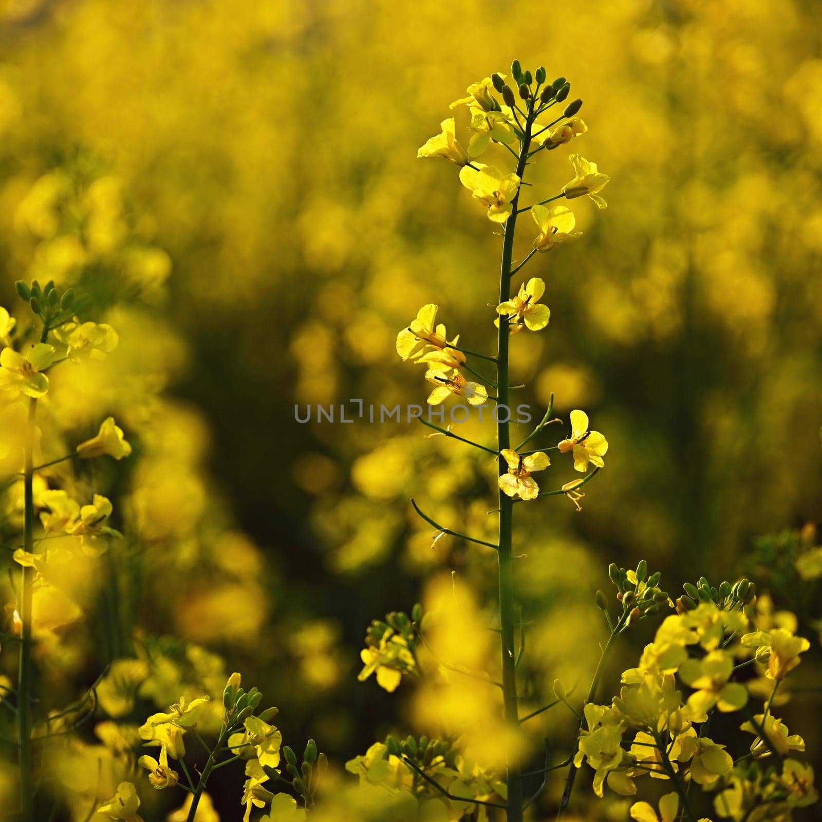 Rapeseed field at sunset. Beautiful yellow nature background for spring and spring time. Concept for agriculture and industry. (Brassica napus)