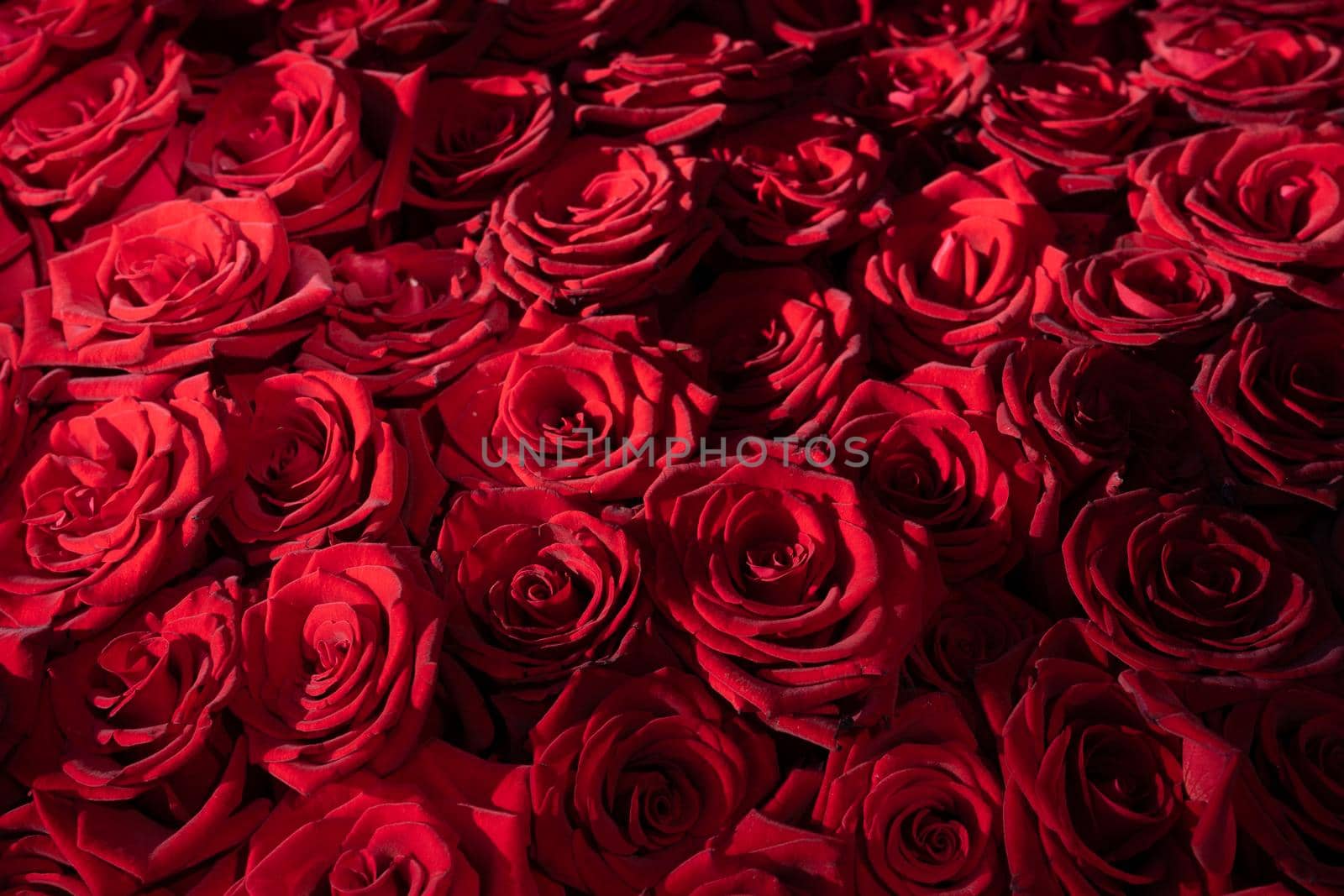 Many blooming red roses with romantic lighting.