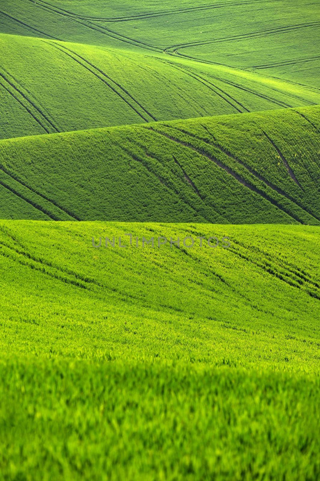 Beautiful spring landscape. Waves on the field - Moravian Tuscany Czech Republic.