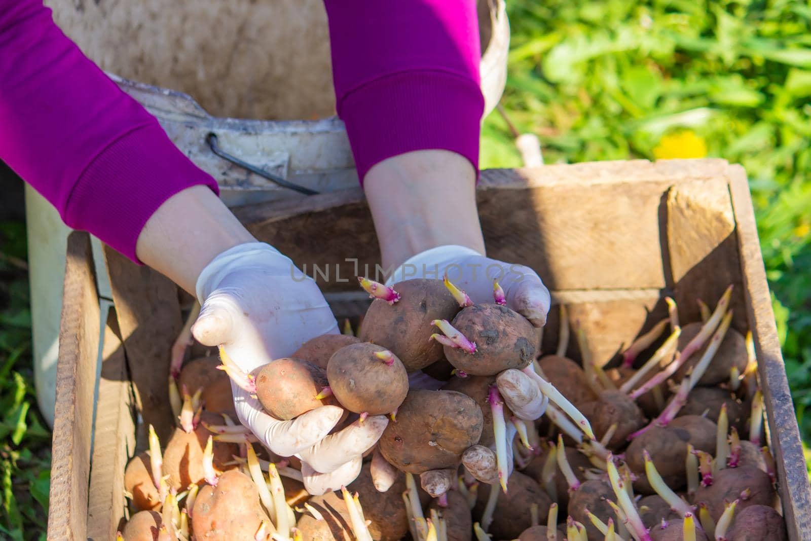 Manual planting of potato tubers in the ground. Early spring preparation for the garden season. selective focus