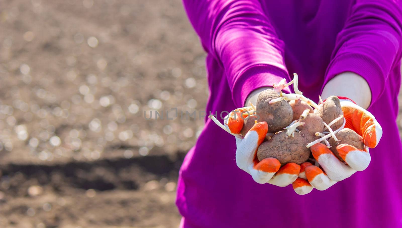 Manual planting of potato tubers in the ground. Early spring preparation for the garden season. selective focus