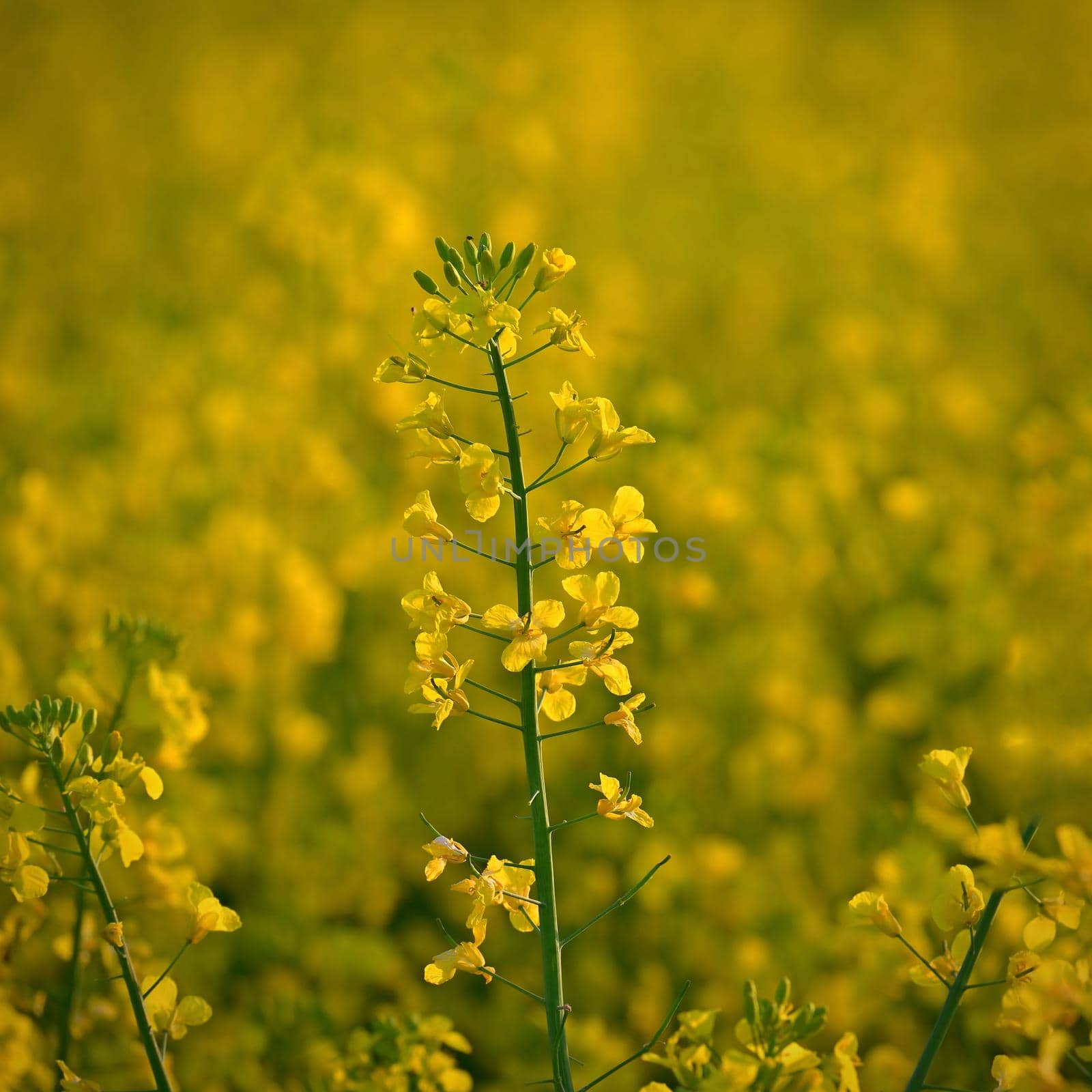 Rapeseed field at sunset. Beautiful yellow nature background for spring and spring time. Concept for agriculture and industry. (Brassica napus)