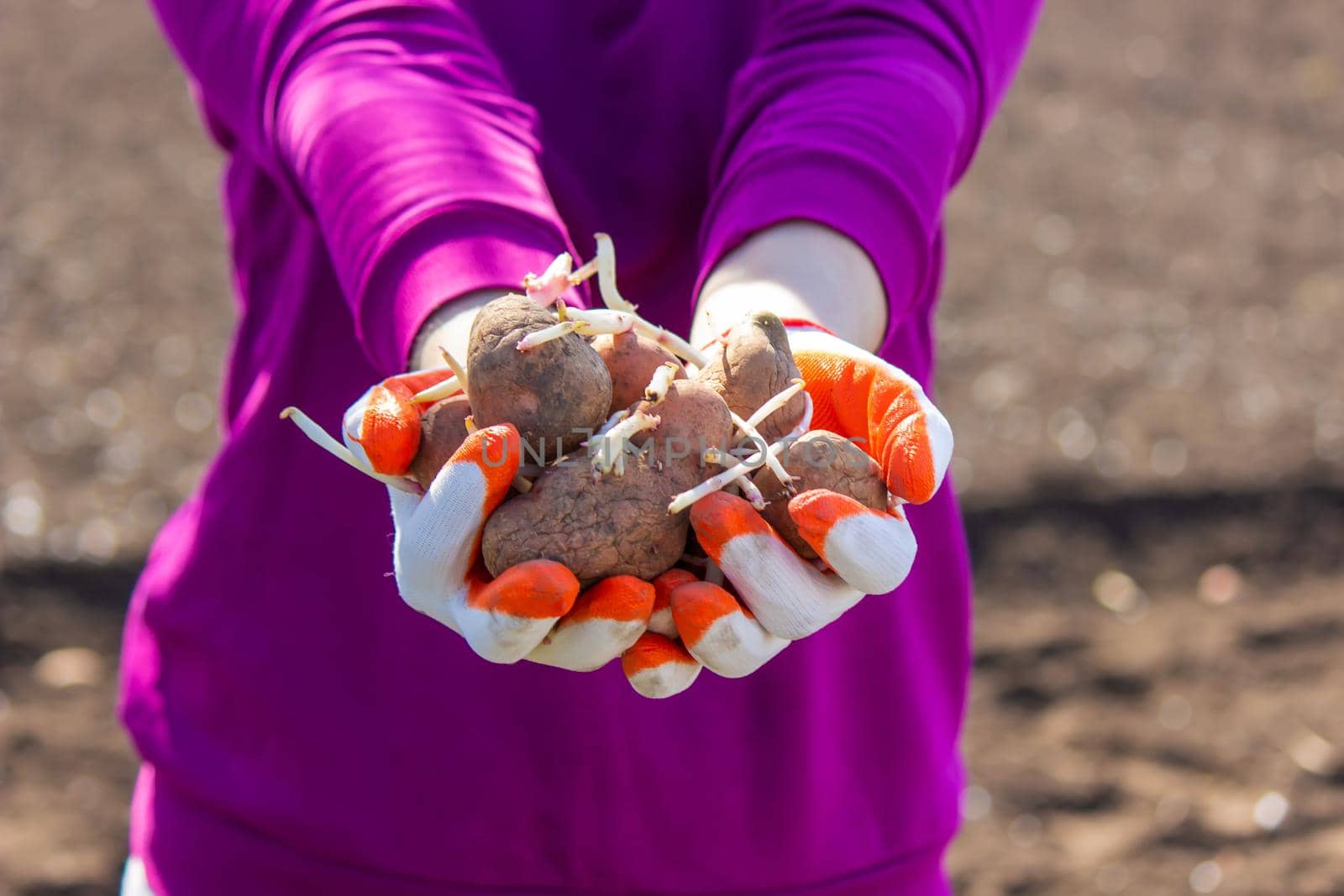 Manual planting of potato tubers in the ground. Early spring preparation for the garden season. selective focus
