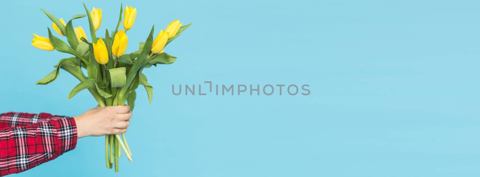 Banner bouquet of yellow tulips in female hand on blue background with copy space and place for advertising. Gift and holiday concept by Satura86
