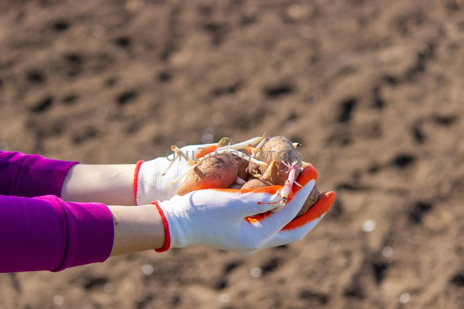 Manual planting of potato tubers in the ground. Early spring preparation for the garden season. selective focus