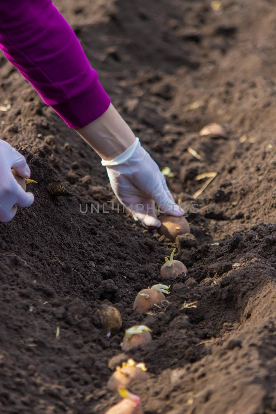 Manual planting of potato tubers in the ground. Early spring preparation for the garden season. selective focus