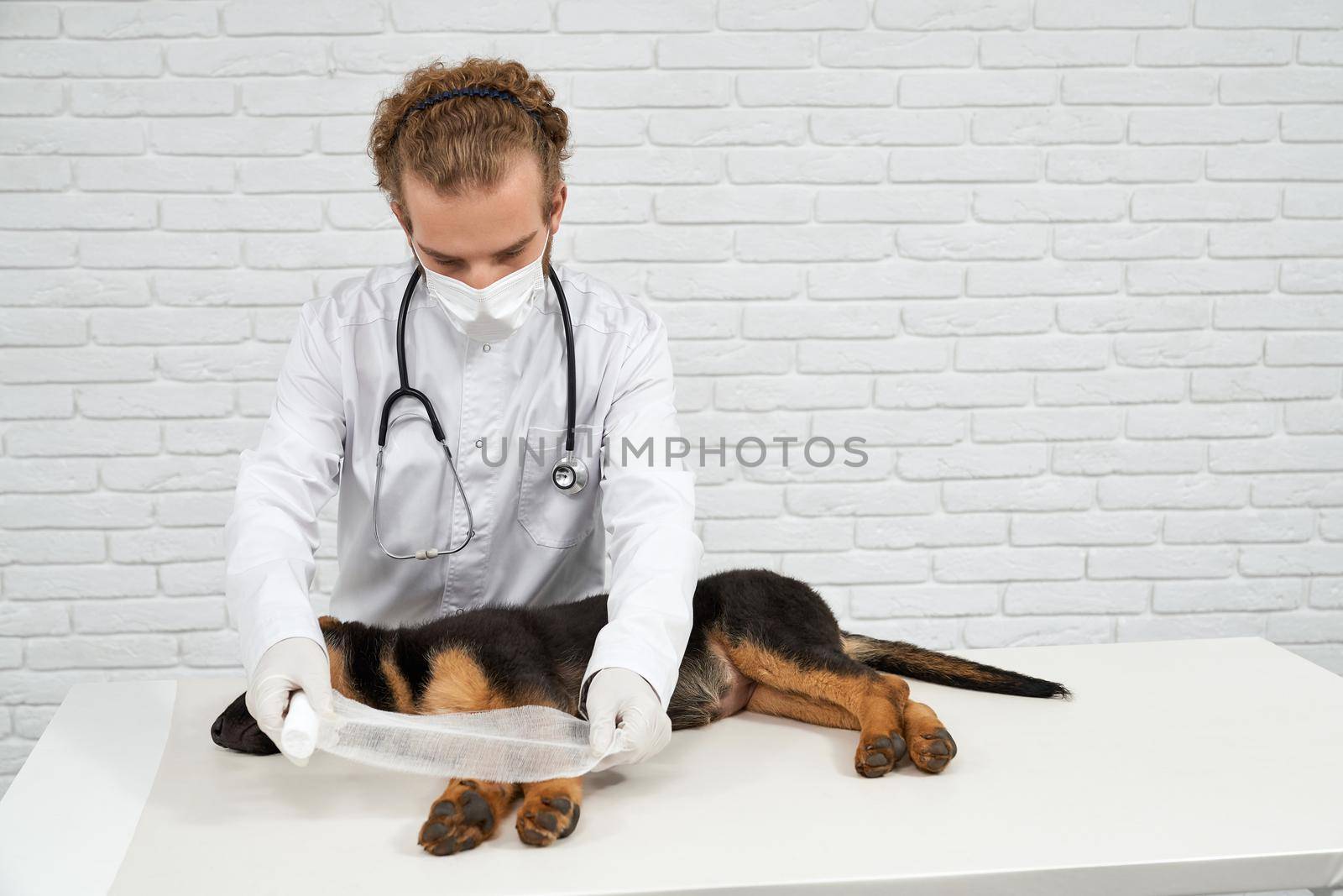 Front view of vet male holding bandage leaning over german shepherd dog before applying on wounded paw. Pedigree puppy sleeping on white table in vet clinic. Concept of pet treatment.