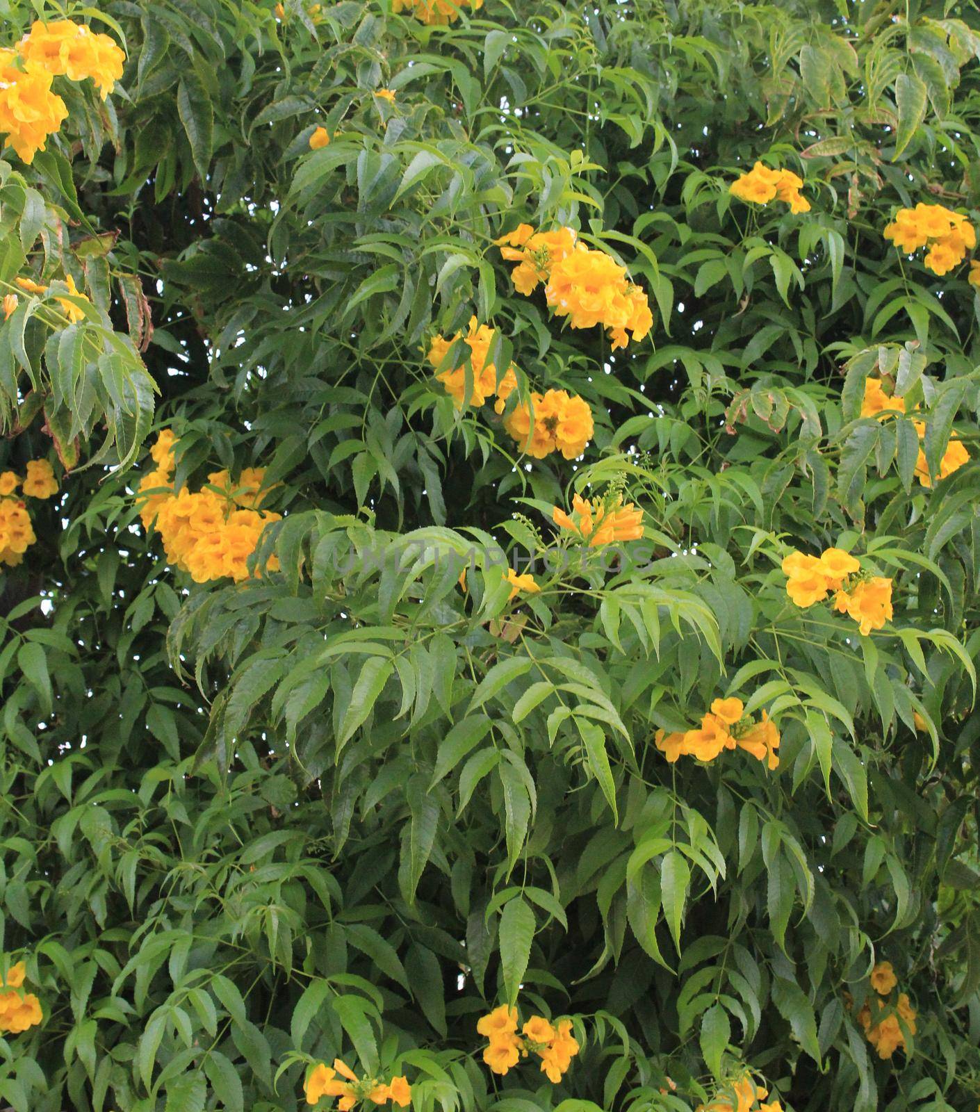 yellow flowers, bush by JackyBrown