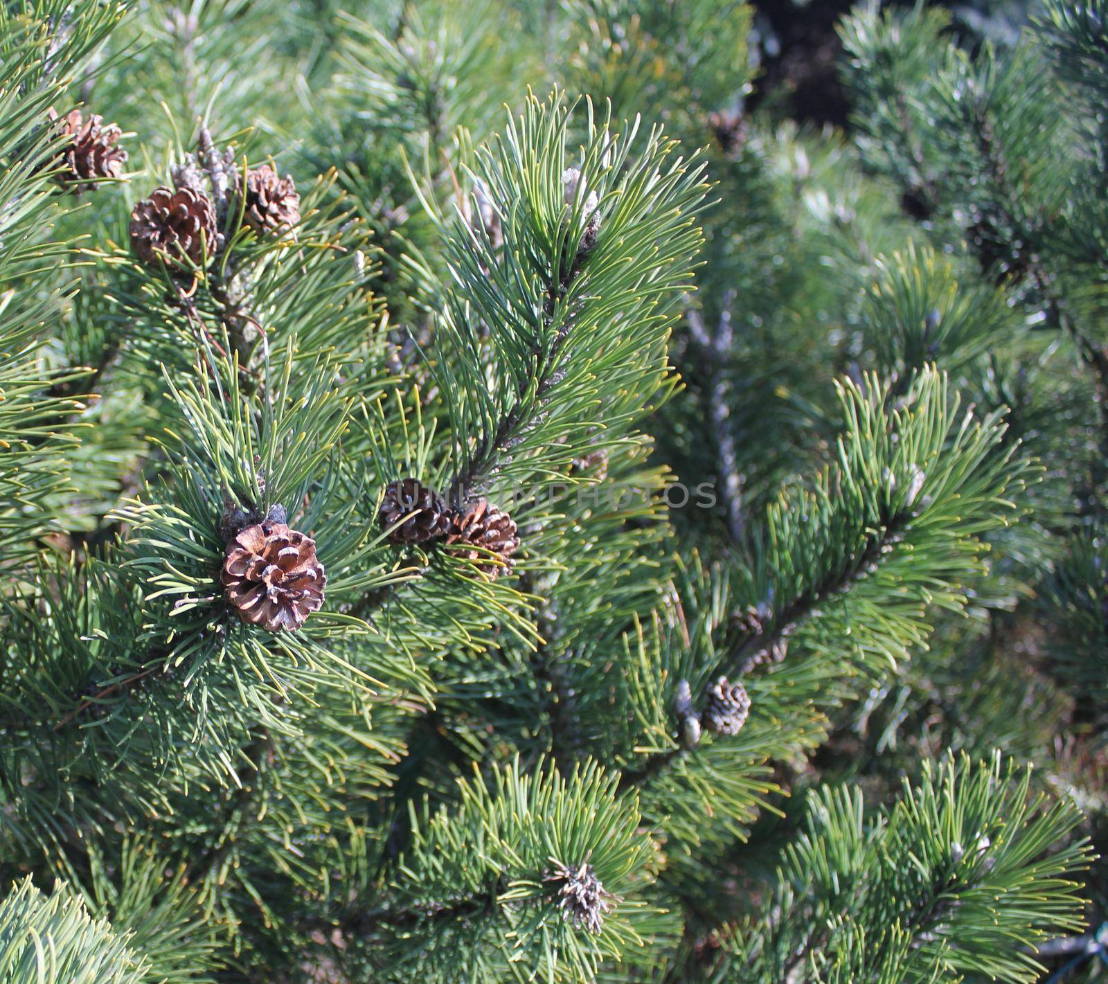 green prickly branches of a fur-tree with cone
