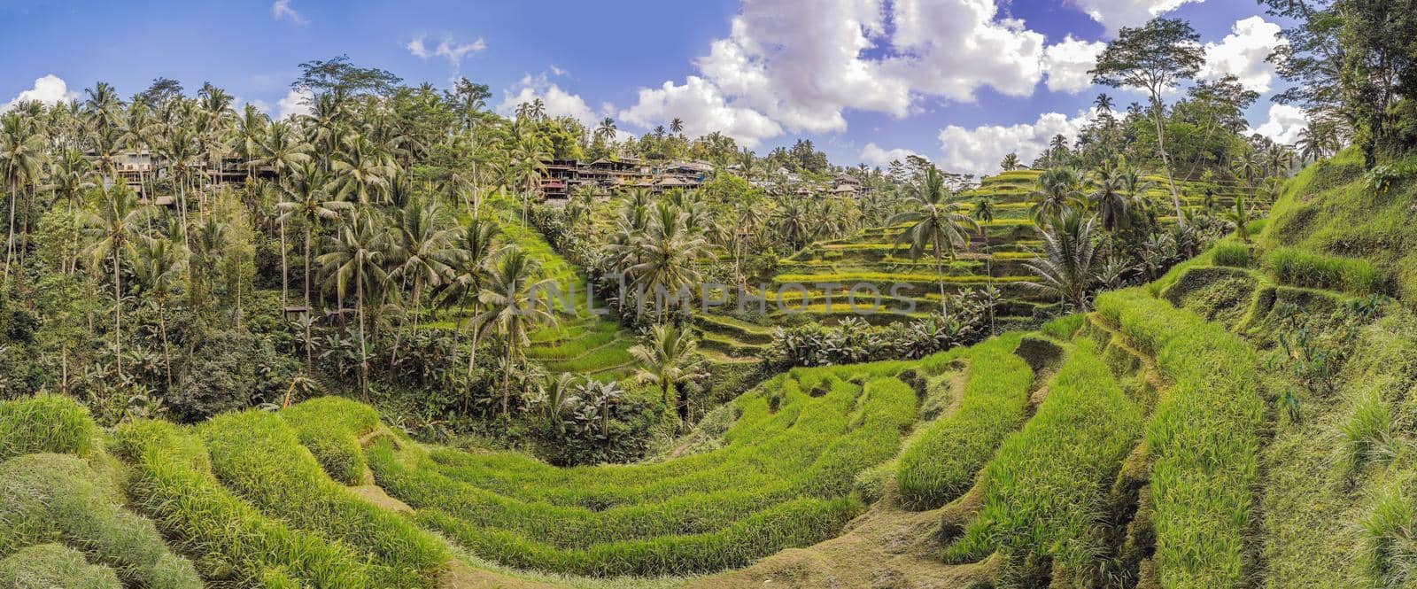 Panoramic view of the cascading rice terraces.