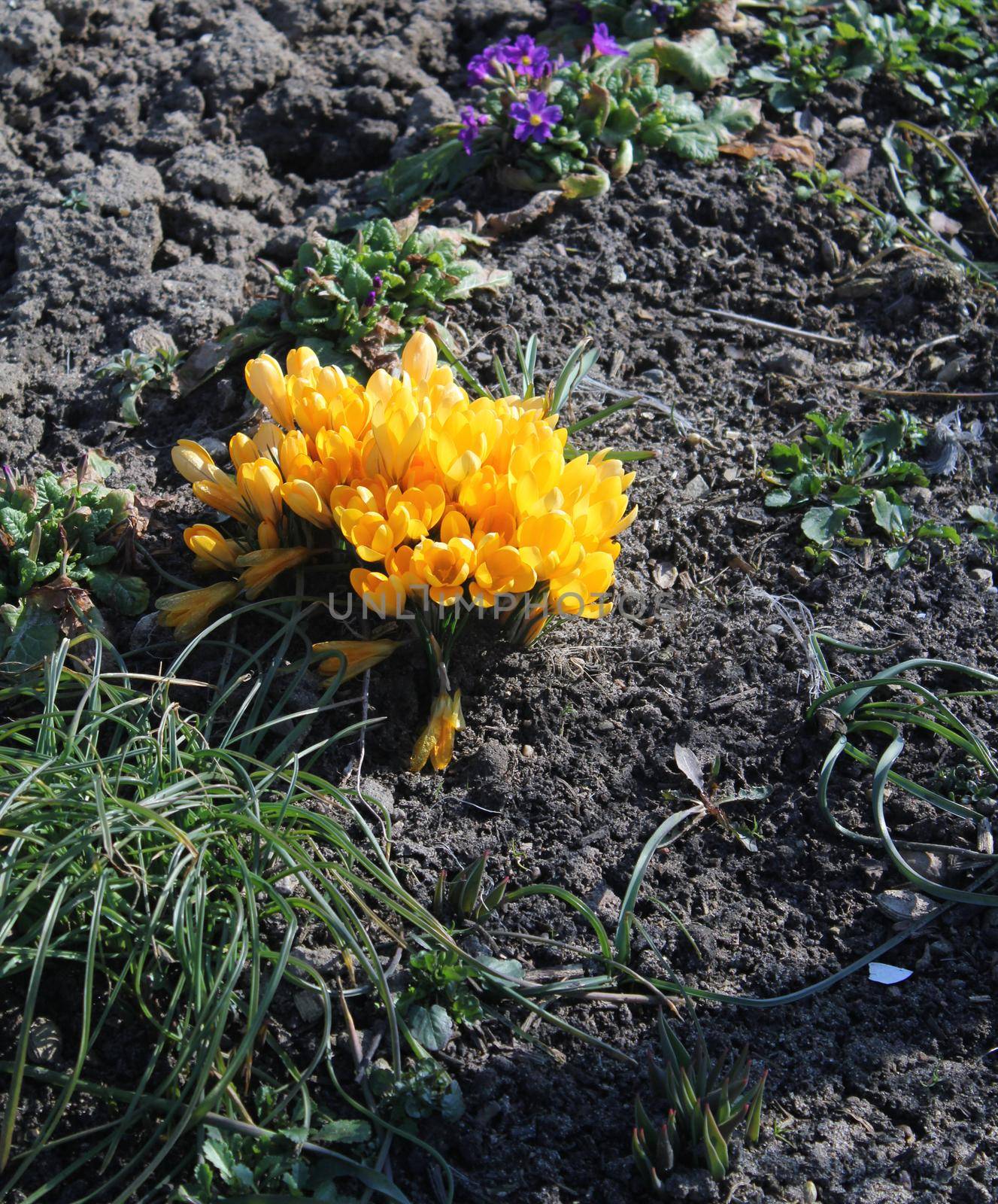 Crocus vernus (Spring Crocus, Giant Crocus) spring flower