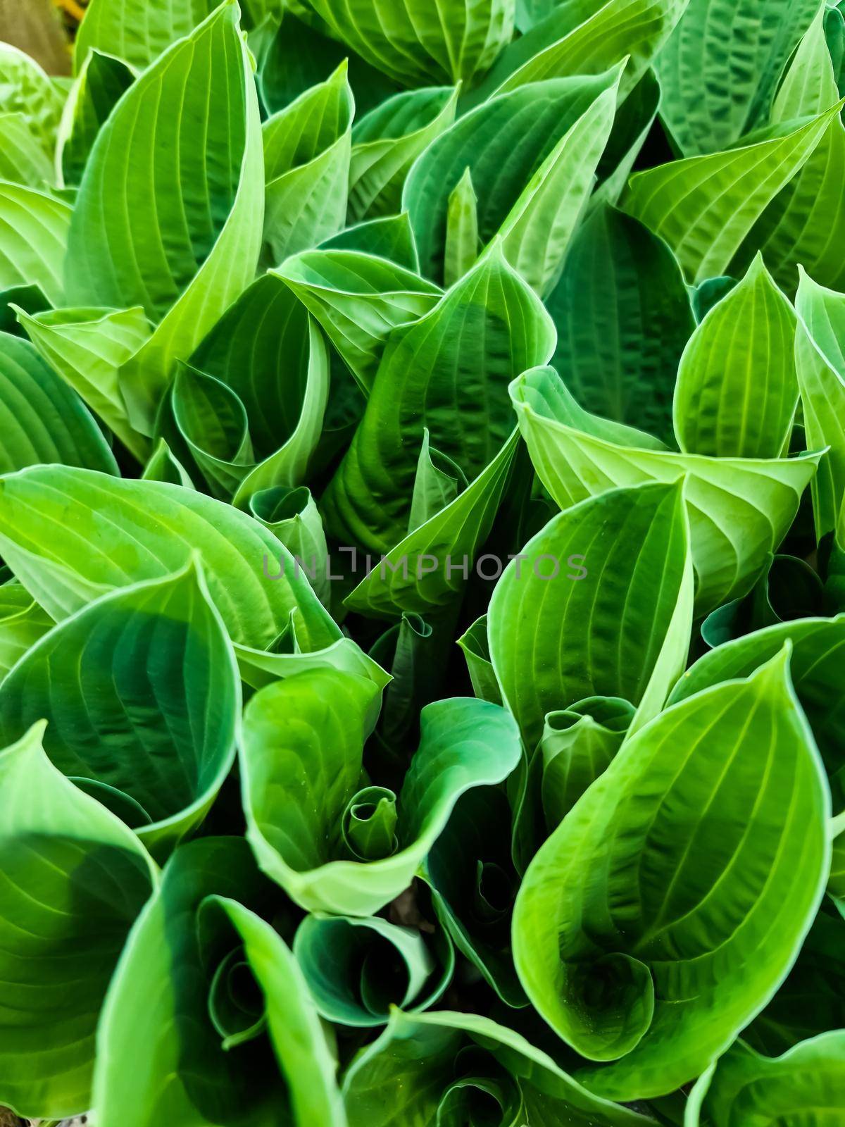 Rolled-in leaves of a funk plant taken from above - botanical background