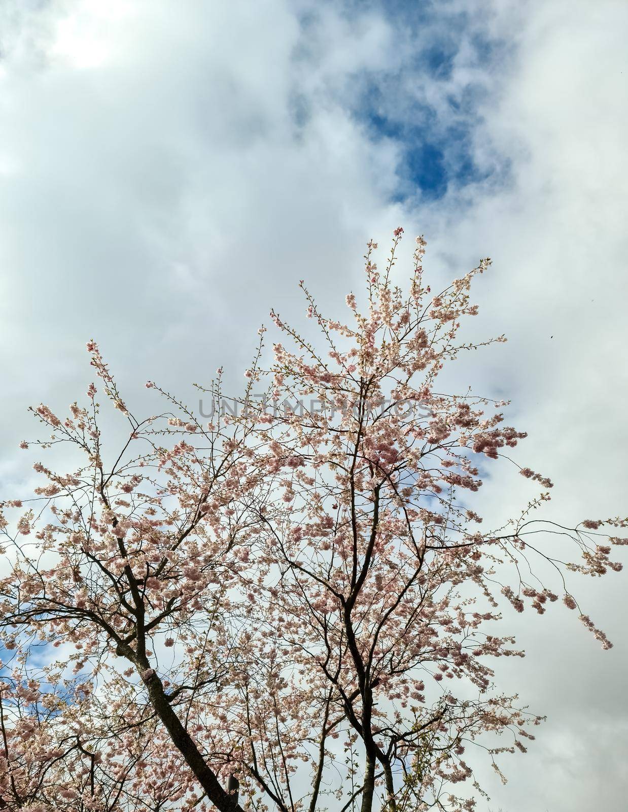 Beautiful cherry and apple trees in blossom during springtime with colorful flowers.