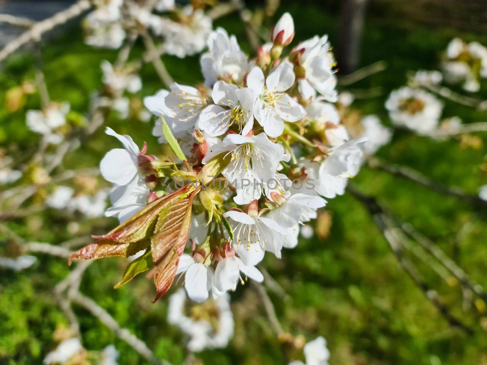 Beautiful cherry and apple trees in blossom during springtime with colorful flowers.