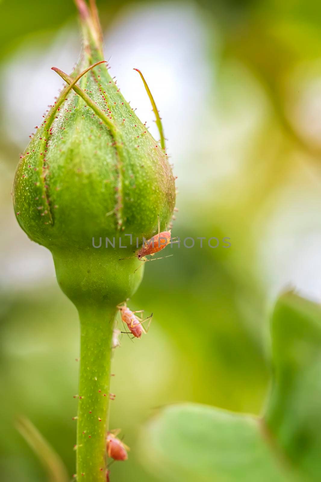 Aphids on a rose bud in nature. Close up. Vertical view