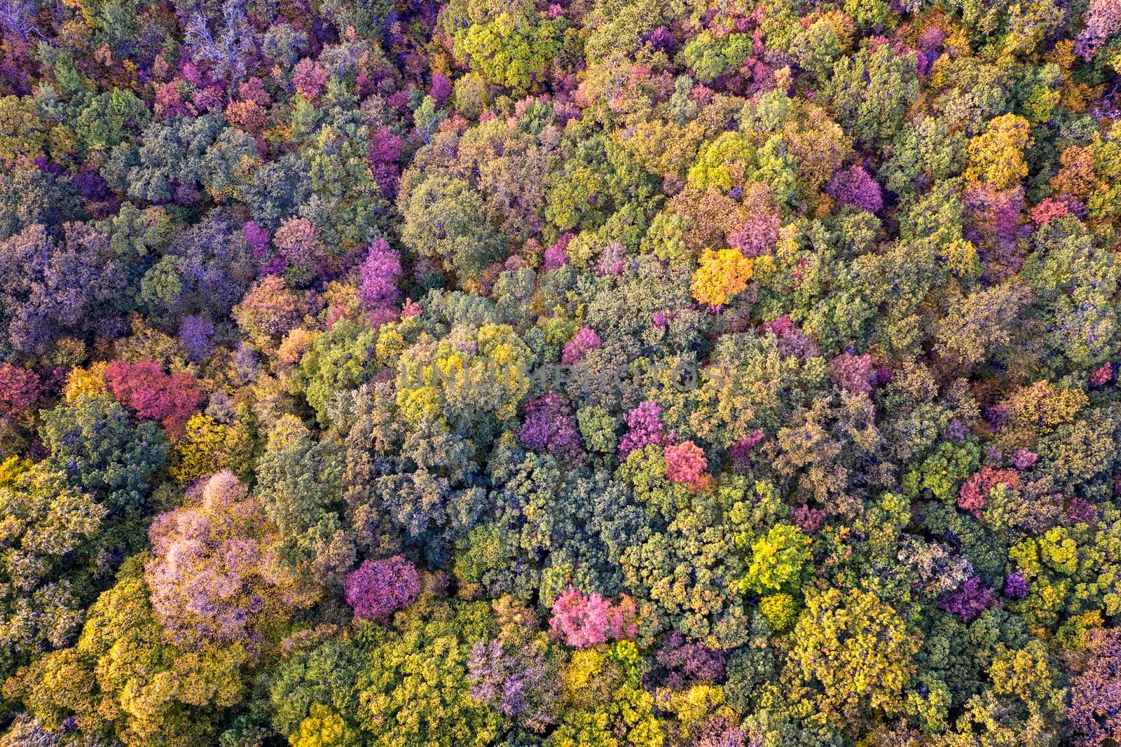 Autumn colorful forest. Aerial view from a drone over colorful autumn leaves in the forest.