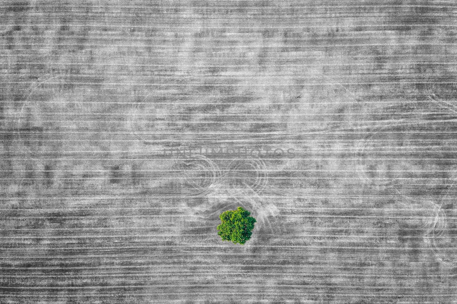 aerial view of a lonely green tree in the agricultural field in black and white after harvest. Selective color by EdVal